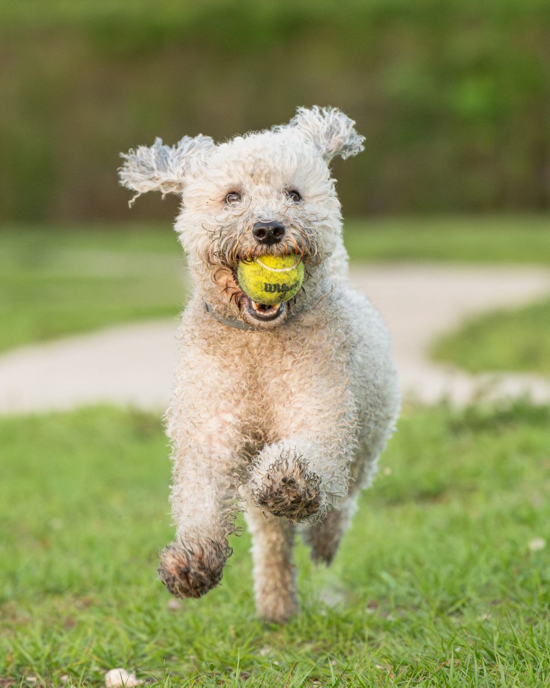 Just 3 funny photos of dogs running to brighten your feed today! We hope everyone’s having an amazing start to 2026!