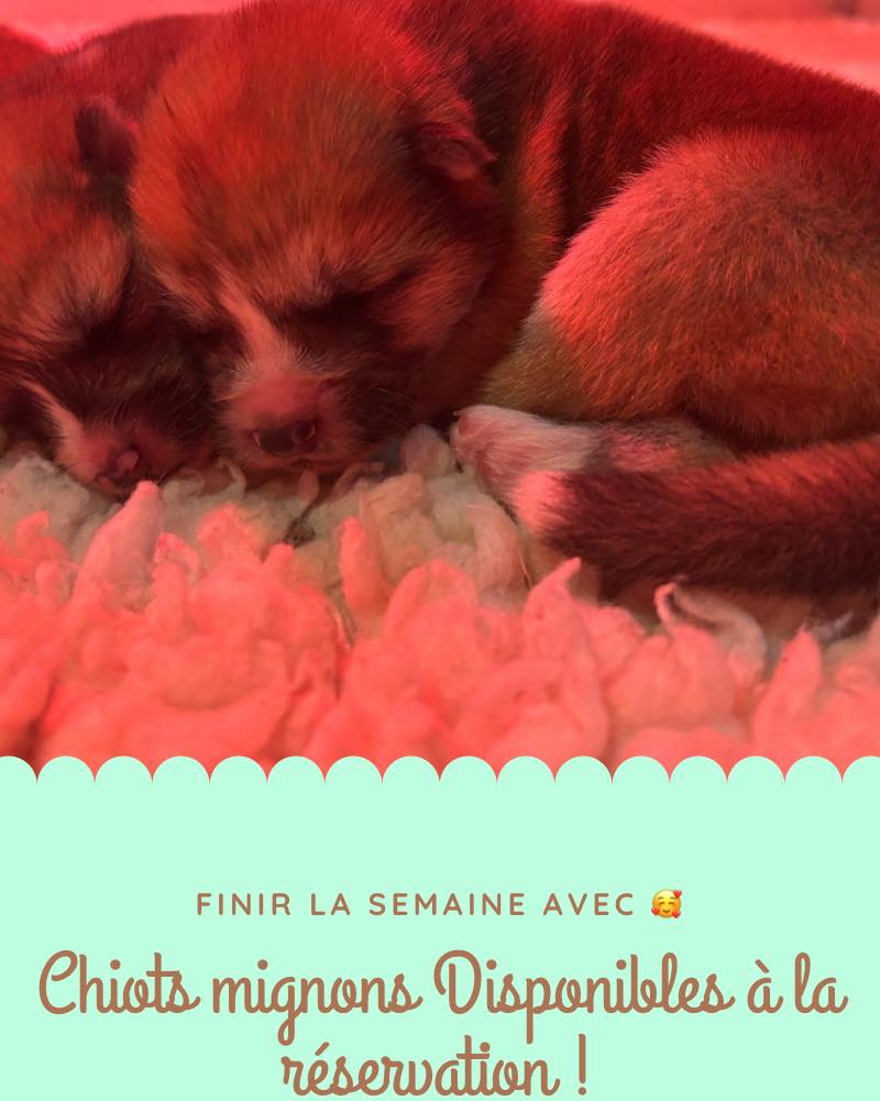 ✨ Une surprise pour commencer l’année ✨
Le 1er janvier, notre douce Juri nous a offert le plus beau des cadeaux 🎁
Une portée surprise, née de son union avec le beau Kuma 🤍
6 petits cœurs ont pointé le bout de leur truffe pour ouvrir cette nouvelle année 🐾
👉 1 mâle et 5 femelles, tous en pleine forme, avec une maman attentive et sereine 💕
Une naissance tout en douceur, une maman incroyable, et une année qui commence sous le signe de la vie ✨
📩 Plusieurs femelles sont encore disponibles à la réservation
N’hésitez pas à me contacter en message privé pour plus d’informations
#akita #akitainulovers #akitainu #portéeakita #naissancechiots #elevageakita #akitapuppy #elevagecanin #chiots2026 #nouvelleannée #passionakita #elevageresponsable #élevageresponsable