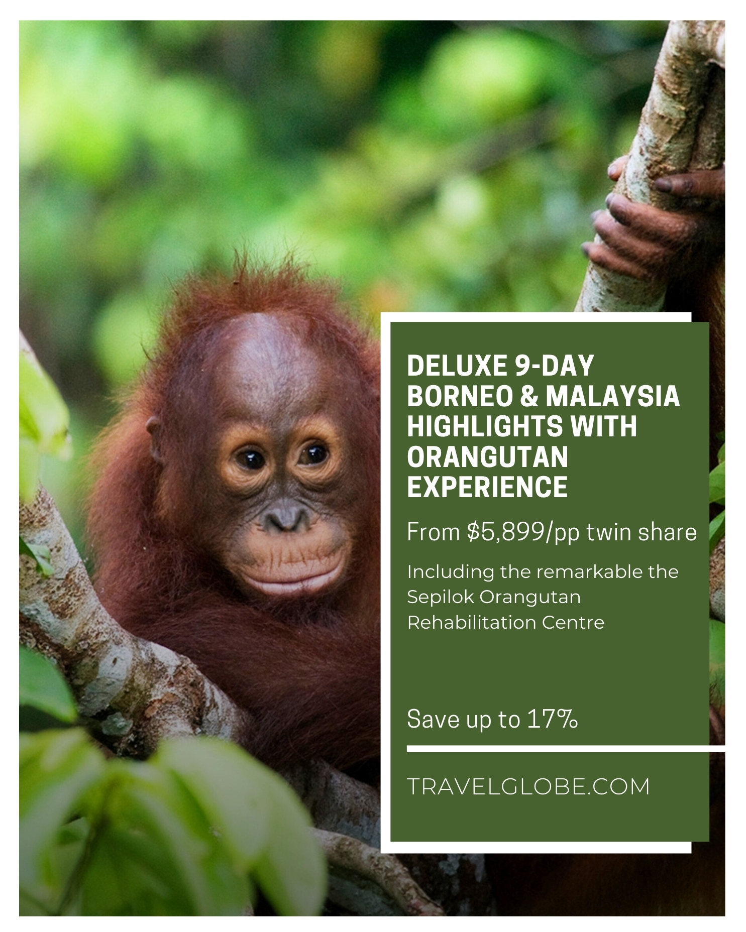 🌴 Deluxe 9-Day Borneo & Malaysia Highlights 🌴 With Orangutan Experience & Shangri-La Rasa Ria Stay. From bustling cities to untamed rainforests, this deluxe nine-day journey brings you the best of Borneo and Malaysia.
Wildlife Encounters: Meet orangutans at Sepilok, sun bears at the Bornean Sun Bear Centre, and spot proboscis monkeys at Labuk Bay. Cruise the Kinabatangan River and soak in the vibrant rainforest of Sukau.
City Adventures: Wander the streets of Kuala Lumpur and explore historic Malacca on guided tours.
Luxury Stays: Enjoy riverside villas surrounded by mangroves, a rooftop pool with city views at Parkroyal Collection Kuala Lumpur, and the beachfront paradise of Shangri-La Rasa Ria, complete with 10 bars and restaurants plus a golf course.
Seamless Travel: Internal flights, airport transfers, and expert naturalist guides make your journey effortless.
Whether it’s a solo adventure or a family escape, Malaysia and Borneo await.
📅 Book by December 2026 and start your unforgettable adventure.
#Borneo #MalaysiaTravel #LuxuryTravel #WildlifeAdventure #OrangutanExperience #RainforestEscape #TravelInStyle #ExploreMalaysia #KinabatanganRiver #ShangriLaRasaRia