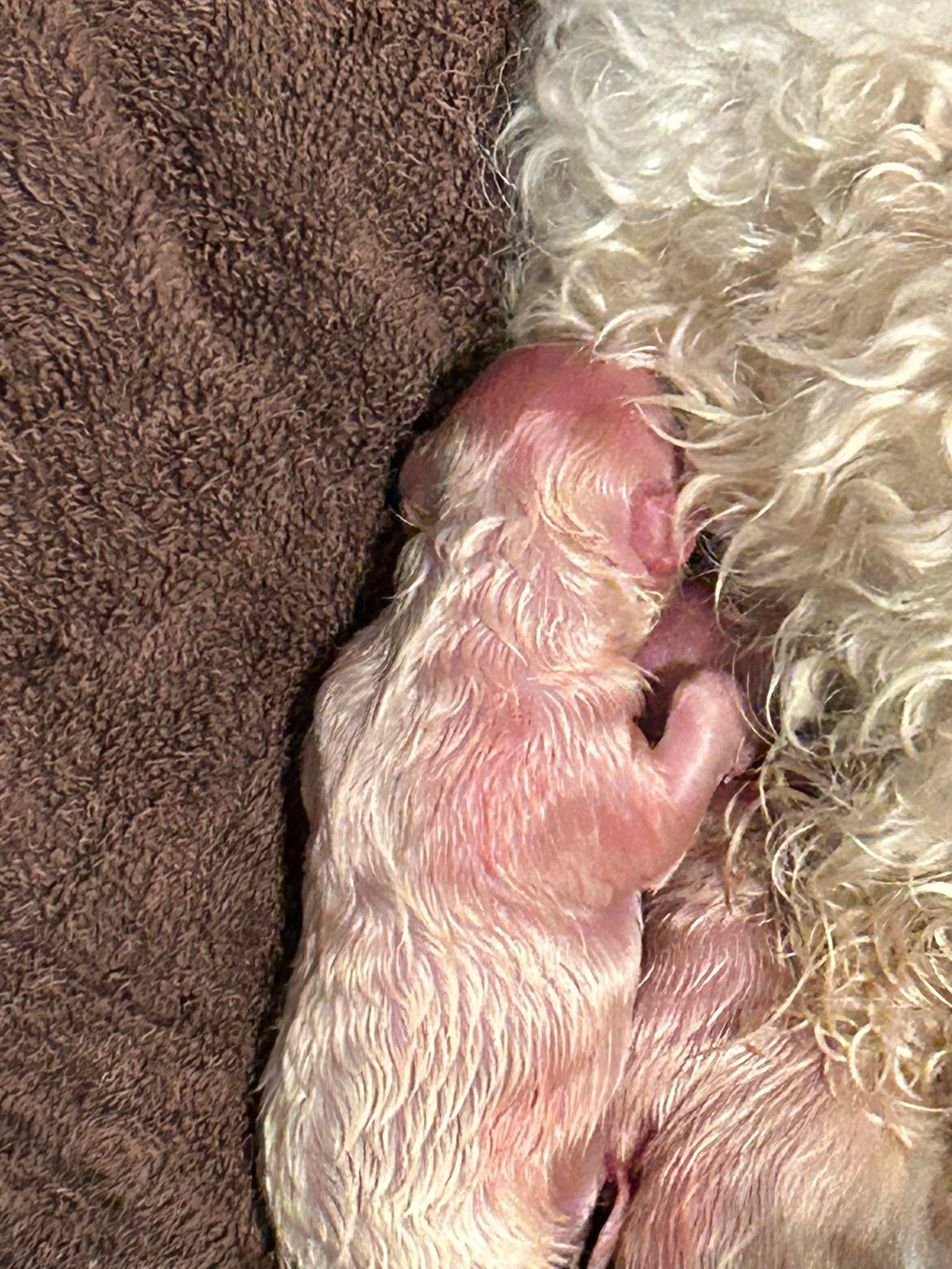 Ya somos perriabuelos 😂 y nos dio un bebé sorpresa. 5 puppies. 3 machos y 2 hembras. 🤗 Madre y bebés súper bien gracias a Dios. Ya todos descansando hasta papá que ayudó en el parto 😂 mil gracias a mi amada familia Doris Rivera Jailymar Garcia Xiomara Portalatin Villanueva por la ayuda la información y los consejos. Les agradezco tanto. Y las amo un montón 🤗