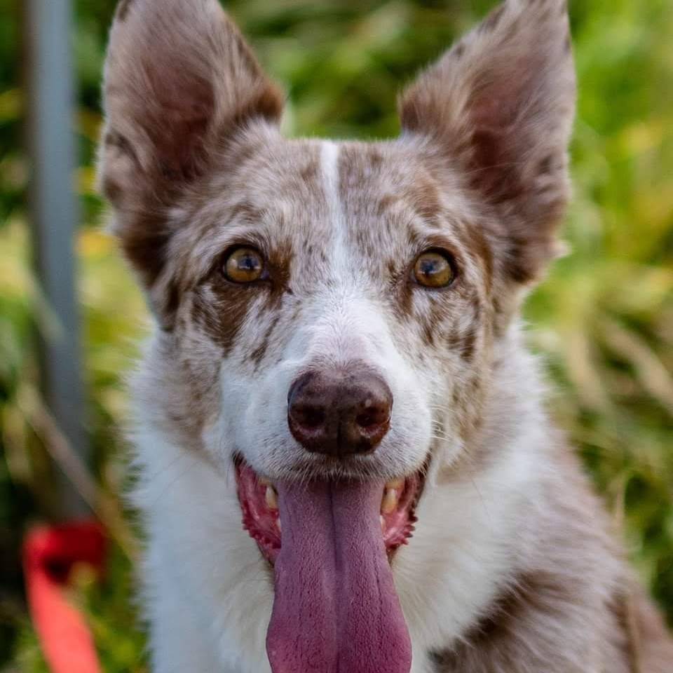 Aujourd'hui, hommage à Flèche, ma chienne partie depuis 1 an.
14 ans de vie commune,
14 ans d'une complicité hors-norme,
14 ans avec ce brin de folie typique des Border Collies mais la sagesse d'une grande âme
Et depuis 1 an, pas un seul jour sans penser à elle 💖
Elle était intelligente et facile à vivre, elle m'a tout appris et m'a donné l'envie de faire ce métier.
Merci ma douce Flèche, ma Fifinette.✨
#iledelareunion #comportementcanin #chienheureux