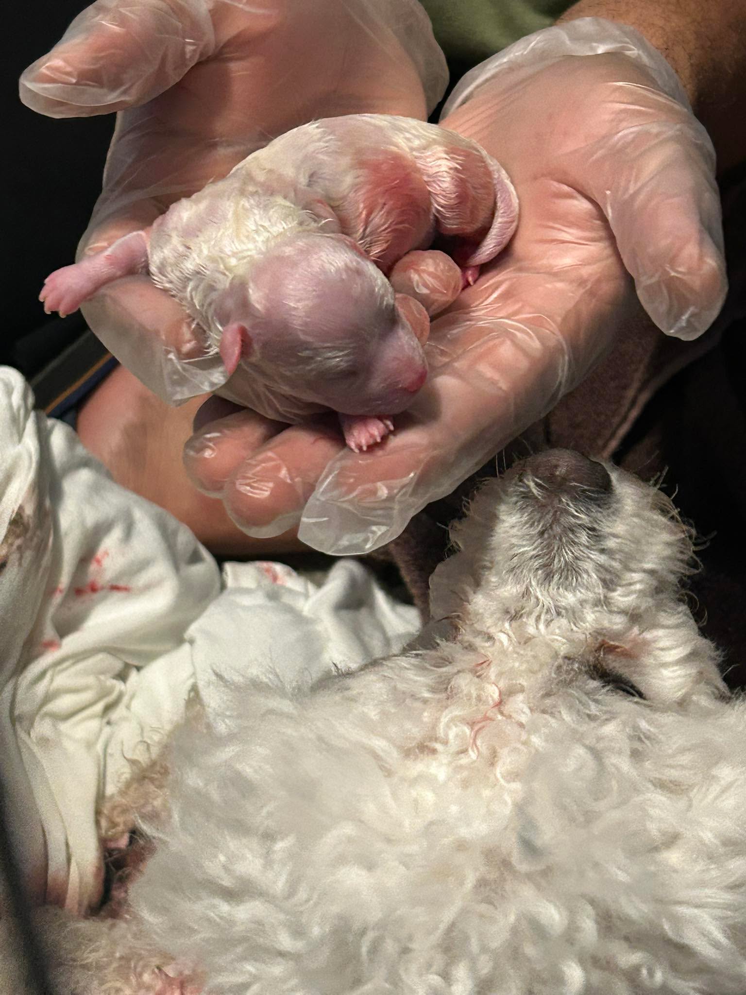 Ya llegó el
Primer macho de Lucía 🤗💜😅😅😅