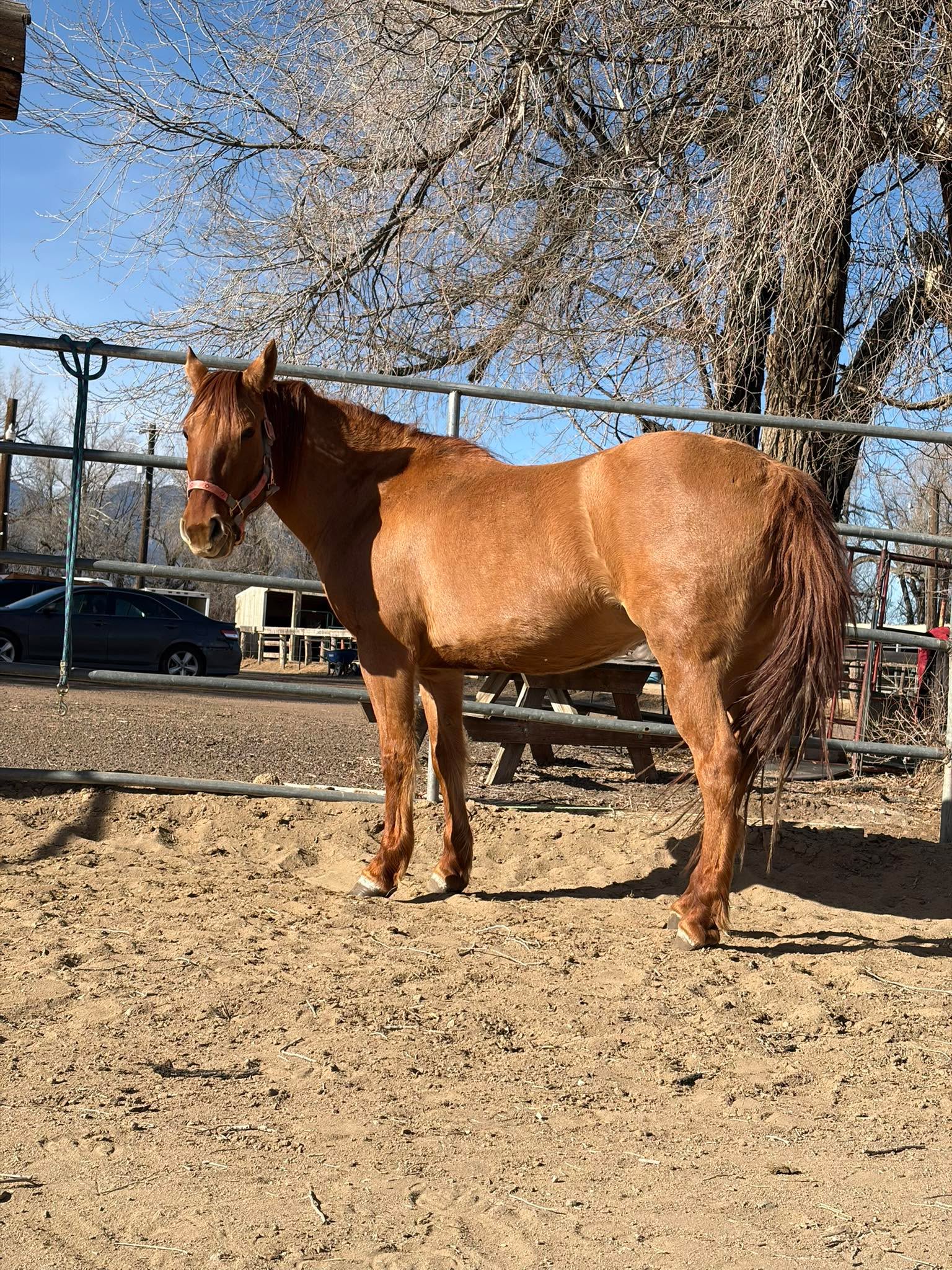 Do any of my friends in Colorado Springs know of anyone who would be interested in leasing a horse?
I’m looking to do a full or partial lease of my horse during my pregnancy.