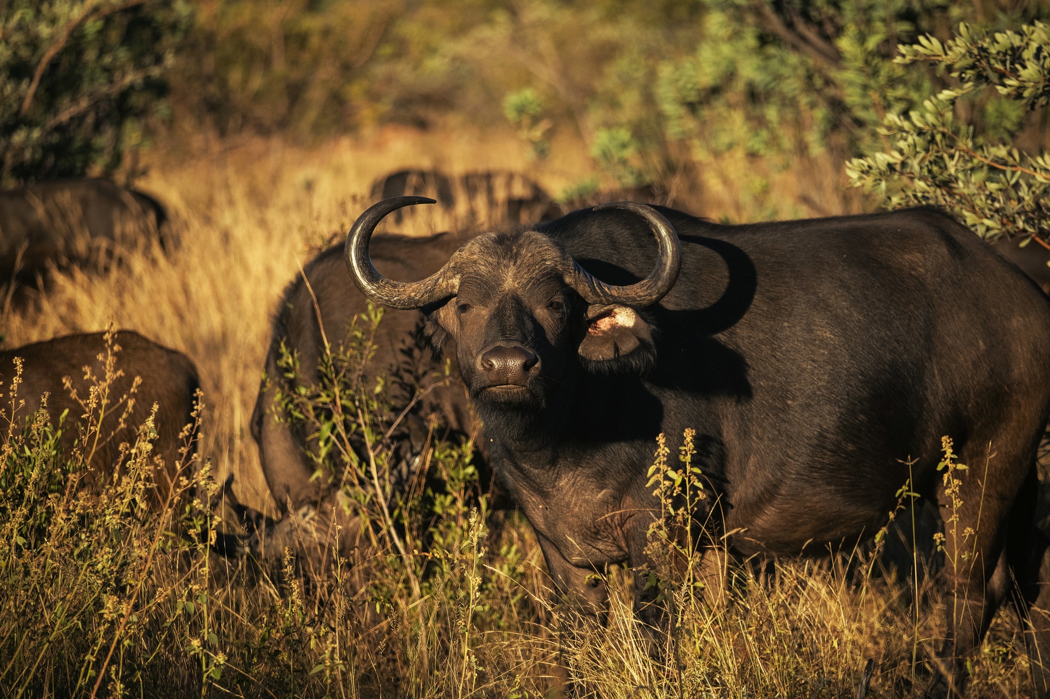 Buffalo don’t run from the storm - they move into it, together, knowing it’s the fastest way through. As the year gathers momentum again, may we step forward with purpose and calm strength.
#57Waterberg #Buffalo #Big5 #HerdMentality #IntoTheStorm #NewSeason #BackToRoutine
