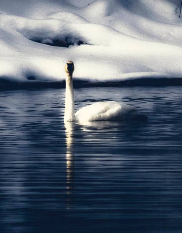 Jan 8 - Beauty everyday - find grace in the freeze