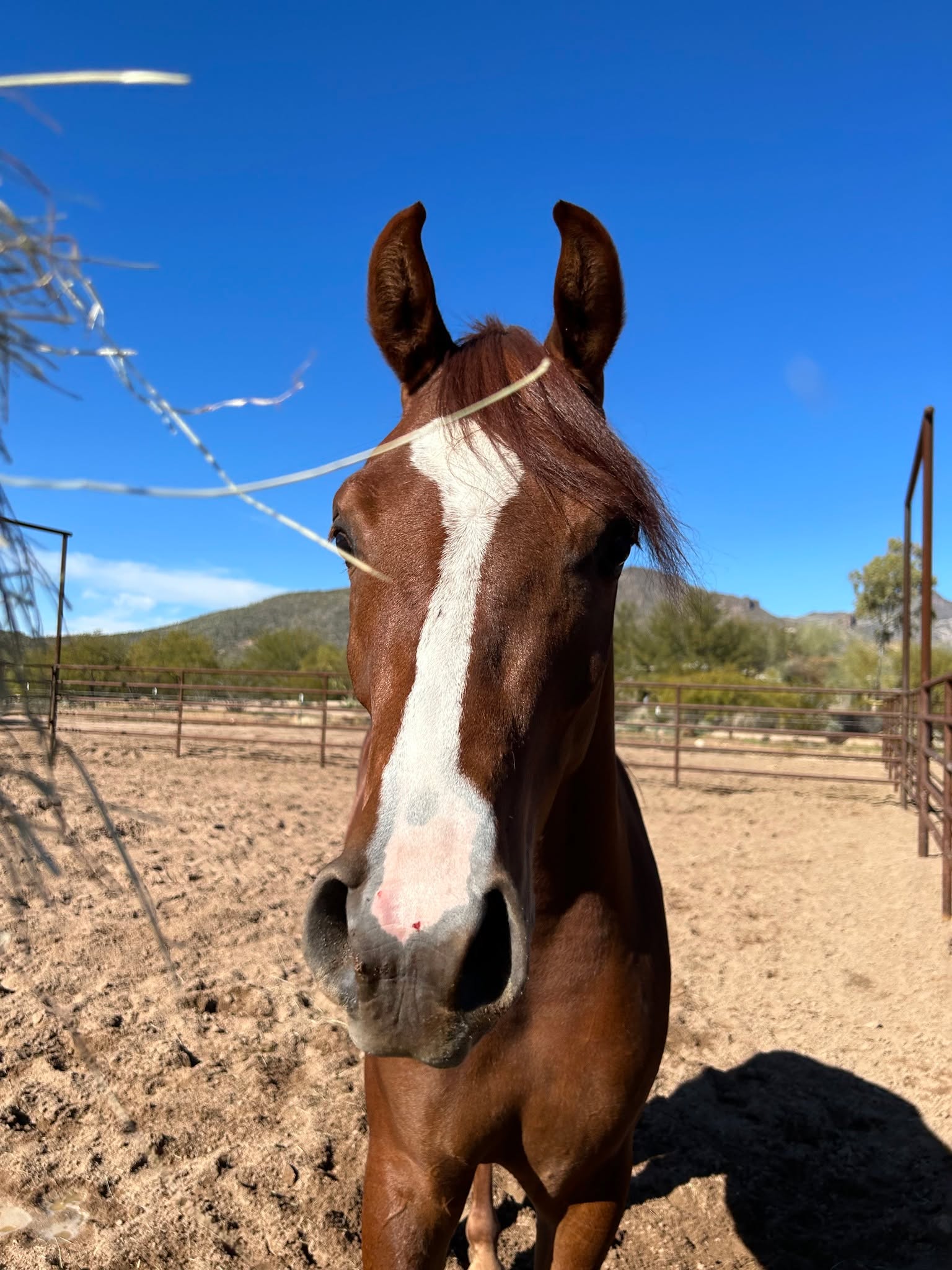 It's the year of the Fire Horse! Heartprints has our very own one of those... he just goes by Baby Dragon or Rio.
We might not follow the Zodiac, but we do believe in what the year of the Fire Horse is supposed to embody:
- Action & Dynamism: The fiery energy encourages bold steps, innovation, and embracing change, moving towards personal goals.
- Social Connection: A focus on finding your "herd," making new friends, and group projects, but with a need for mindfulness.
- Transformation: A time to overcome challenges, release old patterns, and manifest inner desires into outer reality.
Does this resonate with you? Schedule a session with Rio the Fire Horse today!