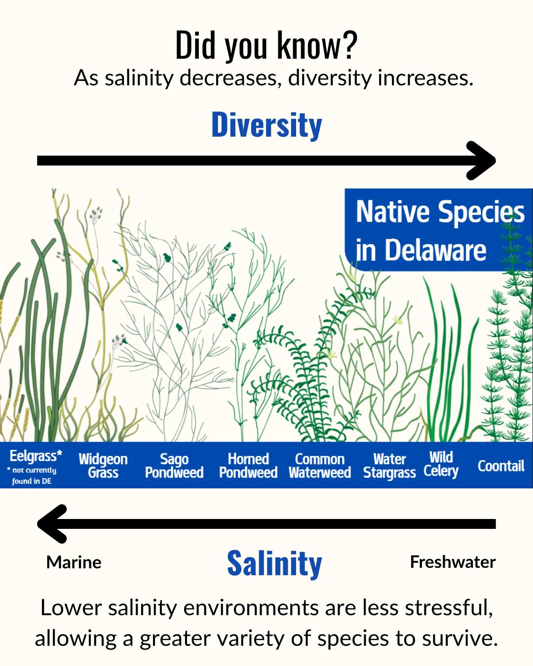 From salty to fresh, diversity follows. As salinity drops, more SAV species can survive and thrive. This gradient shapes what we see growing across Delaware’s waterways 🌊➡️💧
Learn more about where to find SAV using our interactive mapping tool at delawaresav.org/locating-sav
#DelawareSAV #SubmergedAquaticVegetation