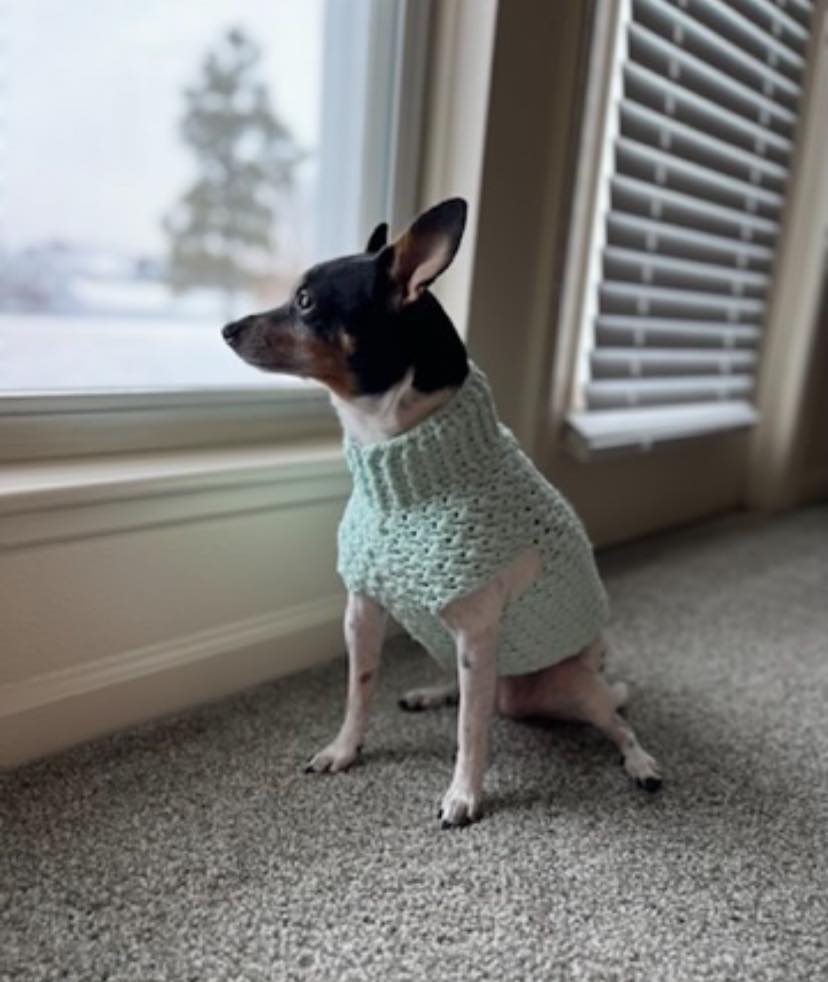Did you know there are several benefits of pet sweaters? One key benefit is calming anxiety. The gentle snug pressure of a sweater can reduce stress and make them feel safe during stressful times and events, like travel and fireworks. I offer pet sweaters in 3 different sizes and many different colors. Check them out and grab yours today
https://www.encydesigns.com/product-page/cozy-knit-dog-sweater
#ilovemydog #dogsweater #handmade #sweaterweather #petsweater #supportlocal #dogclothes #puppysweater #puppyclothes