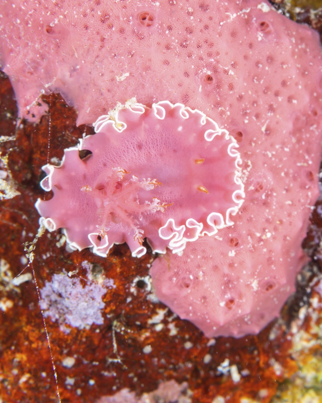๐๐๐๐๐๐ ๐๐ ๐๐๐๐!
Another one of those unforgettable finds โ this is a memory from October 2020, we were photographing a small goby and noticed something different on the sponge it was sitting on โ some rhinopores and gills!
This small nudibranch was almost exactly the same colour as the sponge it was feeding on. Only seen once in hundreds of dives!! We were told this is Verconia sp 4. The closest we can find in Goslinerโs (et al) guide is however called Noumea Sp.4
๐ธ John Warmington
Links in bio
#UnderwaterPhotography #VanuatuMoments #DiveVanuatu #Ilovenudis #nudibranch