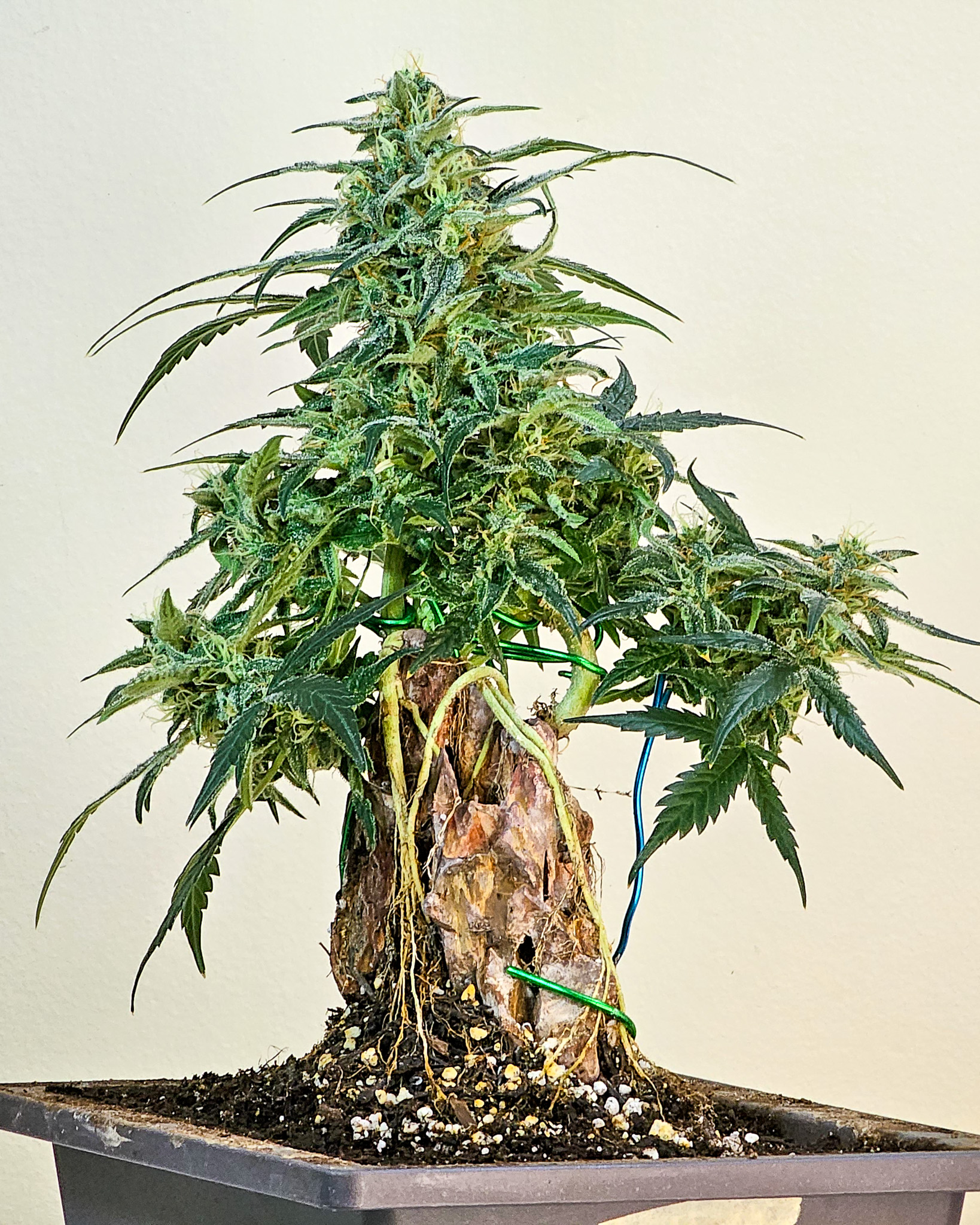 In bonsai, the best trees hold together visually from every angle. Cannabis grown with that goal reveals structure that feels complete rather than accidental. Cannabonsai turns perspective into part of the design.
Powered by @_mephistogenetics. Use cannabonsai at the link in bio for 10% off.