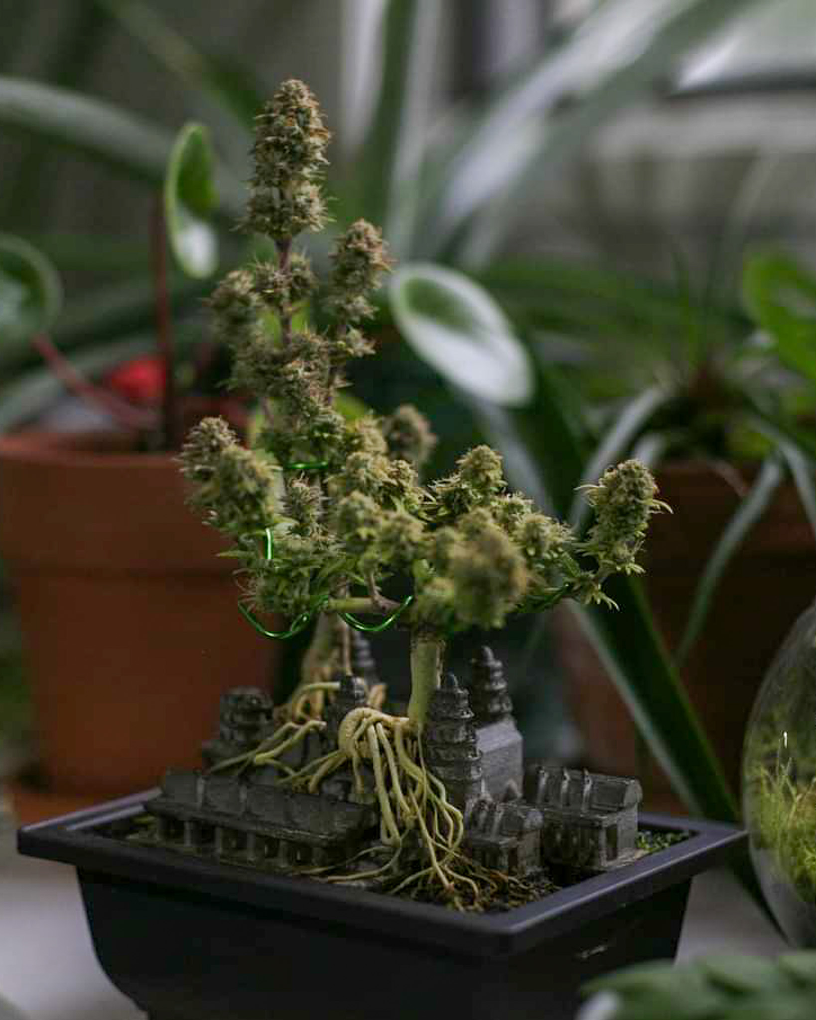 Traditional bonsai relies heavily on negative space to create movement and depth. Cannabis responds naturally to those open areas, adjusting growth patterns in subtle ways. Cannabonsai thrives in that overlap, where space is just as important as structure and every angle tells part of the story.
Supported by @_mephistogenetics. Use code cannabonsai at the link in bio for 10% off.