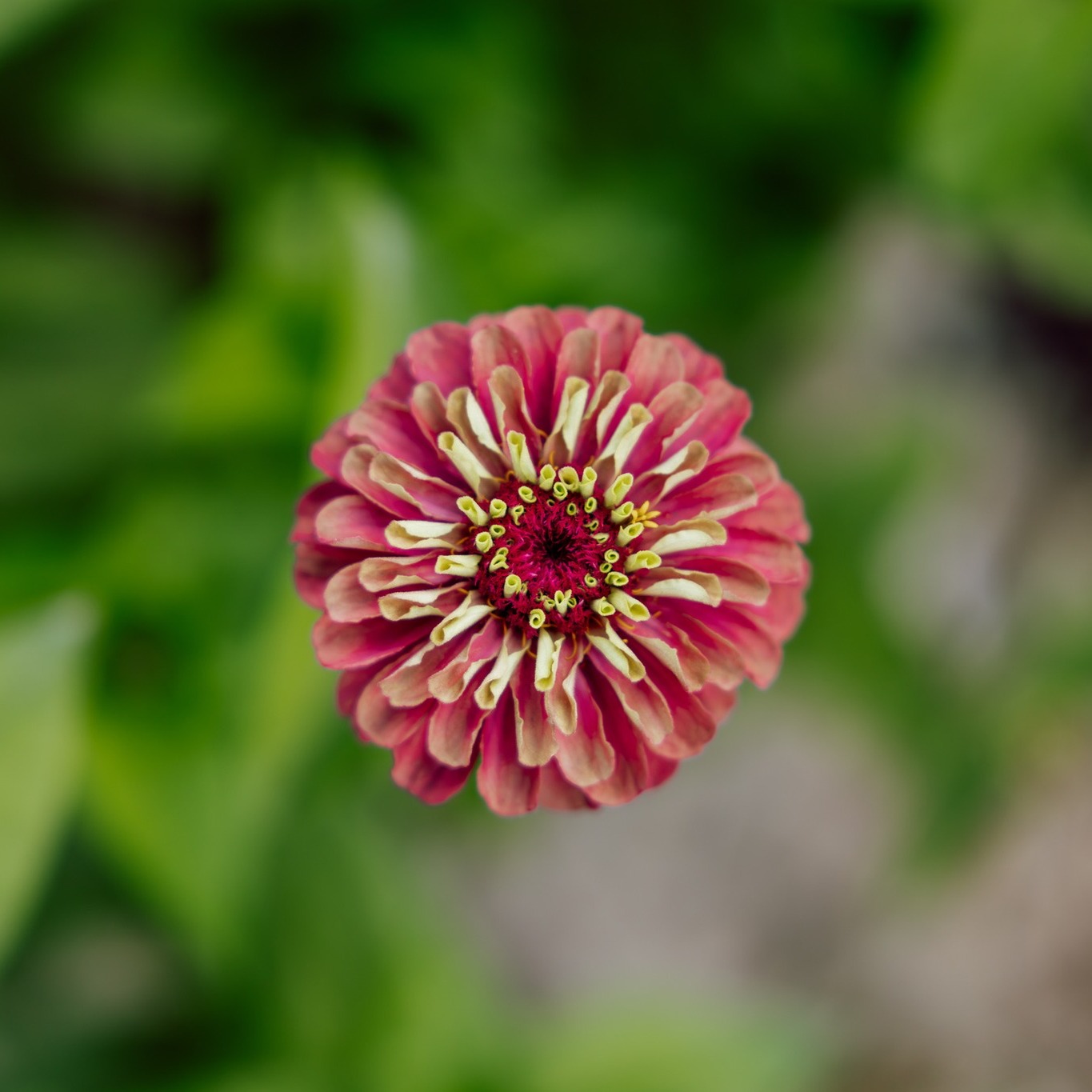 Late summer fire on the flower field
Hollyhocks reaching high, zinnias in their boldest shades, sunflowers catching every last bit of sun. These are the colours of August days — rich, joyful and full of life.
Fire tones can be bold and celebratory, but they don’t have to overwhelm. Sometimes they sing best when they’re gently tamed — softened with quieter hues, lighter textures, or a little breathing space between the brighter blooms.
A big part of our work is listening to the ideas couples bring to us, and then translating those feelings and inspirations into flowers that are in season on the field at that moment. Some times of year offer abundance and variety; others ask us to be more thoughtful and creative. It’s a balance of honouring the vision while letting the season lead.
And when the field needs a helping hand, we’re lucky to work with other British growers who share our commitment to sustainable, seasonal flowers — allowing us to create beautiful, thoughtful designs all year round.
Always rooted in the season. Always grown with care. 🌻
Photos by @alexmorganphotographer