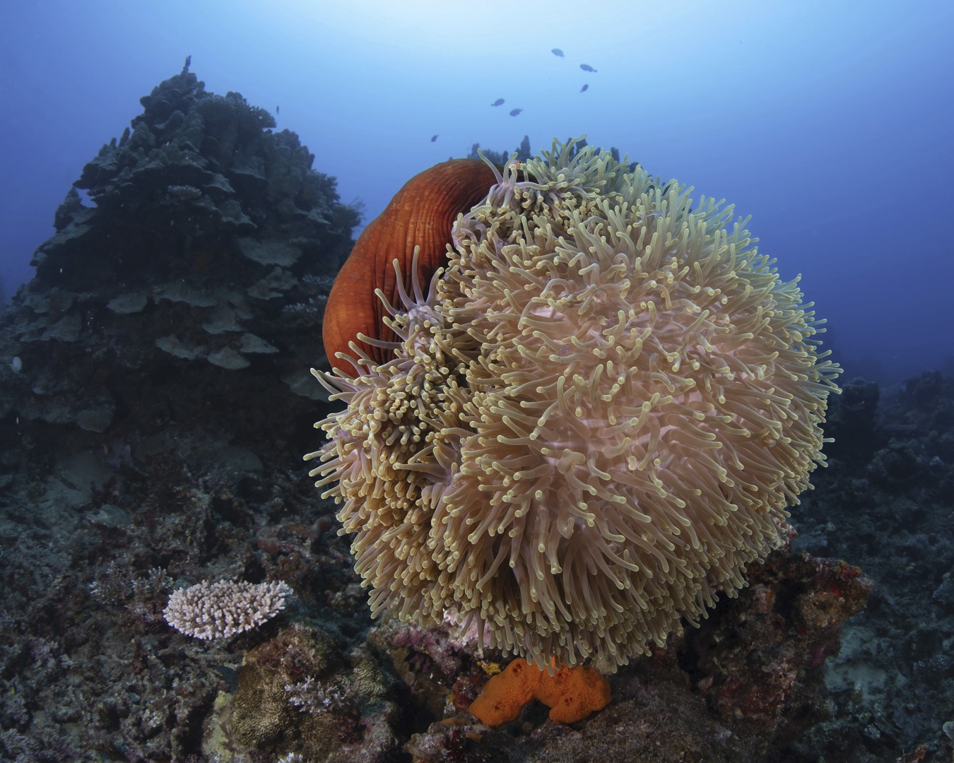 ๐๐ง๐๐ฆ๐จ๐ง๐ ๐๐ซ๐จ๐ฆ ๐๐๐ฏ๐'๐ฌ ๐๐จ๐จ๐ซ๐ข๐ง๐ , ๐๐๐ฏ๐๐ง๐ง๐๐ก ๐๐๐ซ๐๐จ๐ฎ๐ซ, ๐๐๐ง๐ฎ๐๐ญ๐ฎ
This magnificent anemone was a standout feature of our dives at Dave's Mooring, Havannah Harbour. Home to Pink anemone fish and many sarasvati anemone shrimps. These photos were taken prior to the Earthquake of December 2024- after the quake the anemone had moved further up the reef but was still in good shape.
Looking forward to seeing how it has held up when we next dive this spot.
๐ธ John Warmington
Find out more
links in Bio
#UnderwaterPhotography #VanuatuMoments #DiveVanuatu #KarmaWatersVanuatu #ReefCritters