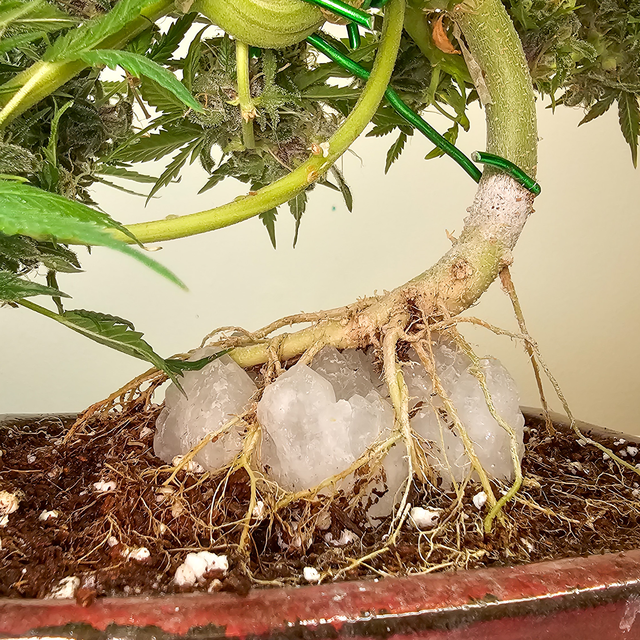 Bonsai isn’t rushed, even when growth is fast. Cannabis teaches that same lesson when you stop chasing outcomes and start watching behavior. Cannabonsai is about letting the plant show you what works.
Backed by genetics from @_mephistogenetics. Use code cannabonsai for 10% off.