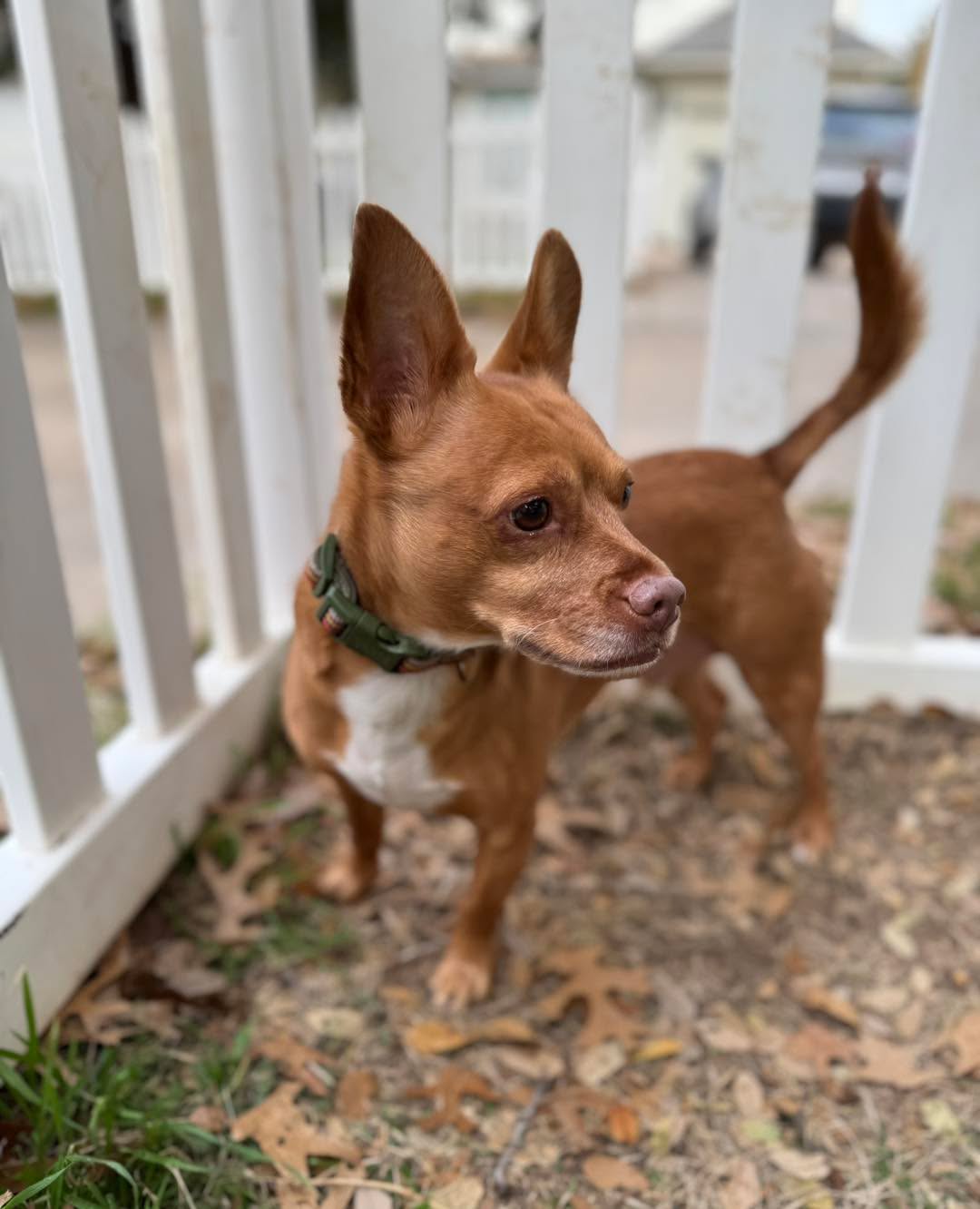 Securing the Perimeter 💪🏼
#atx #cedarpark #leander #atxpetsitter #dogsofinstagram