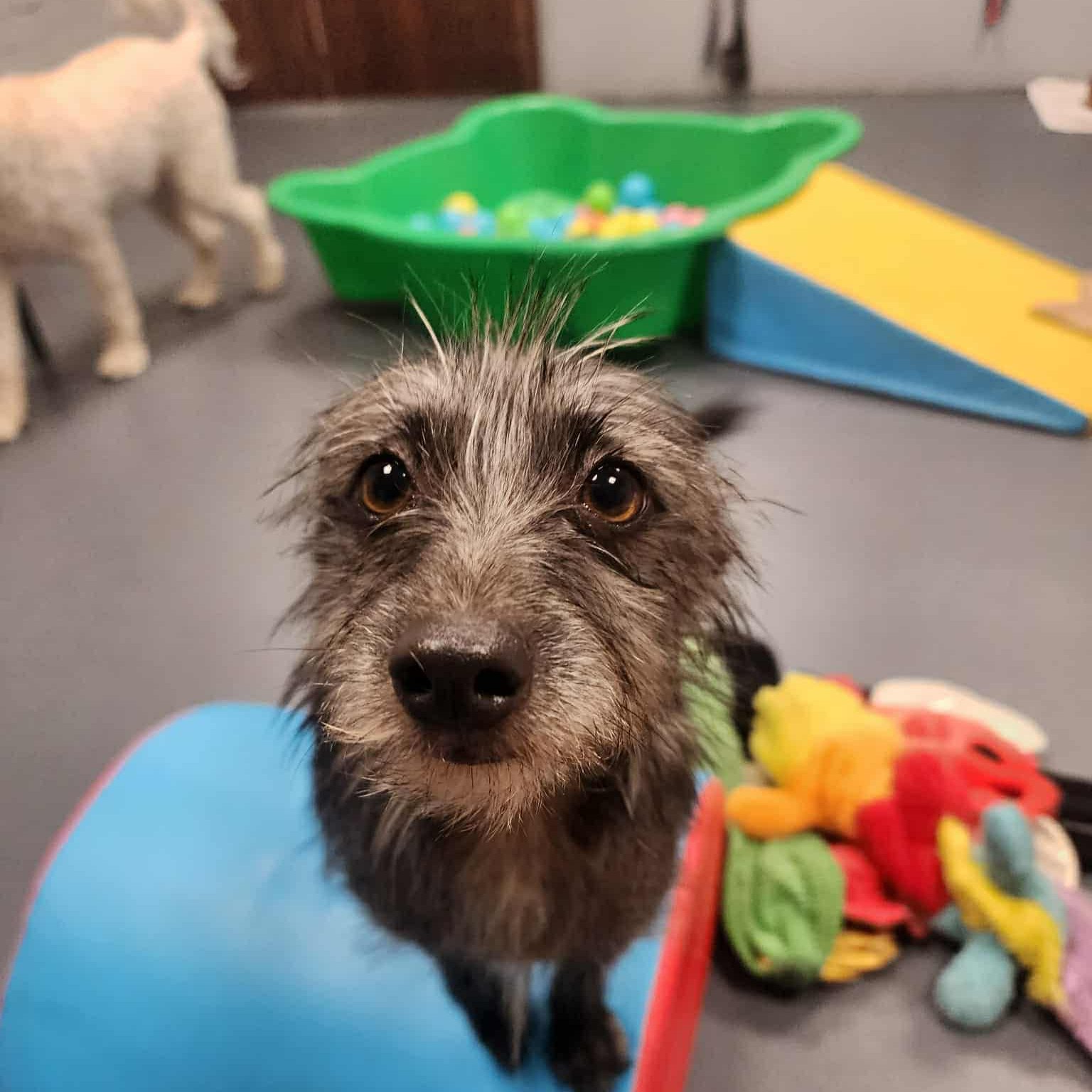 Great to be back at work doing grooming and doggie daycare!
Here are some cute daycare photos to help us welcome the weekend ๐พ