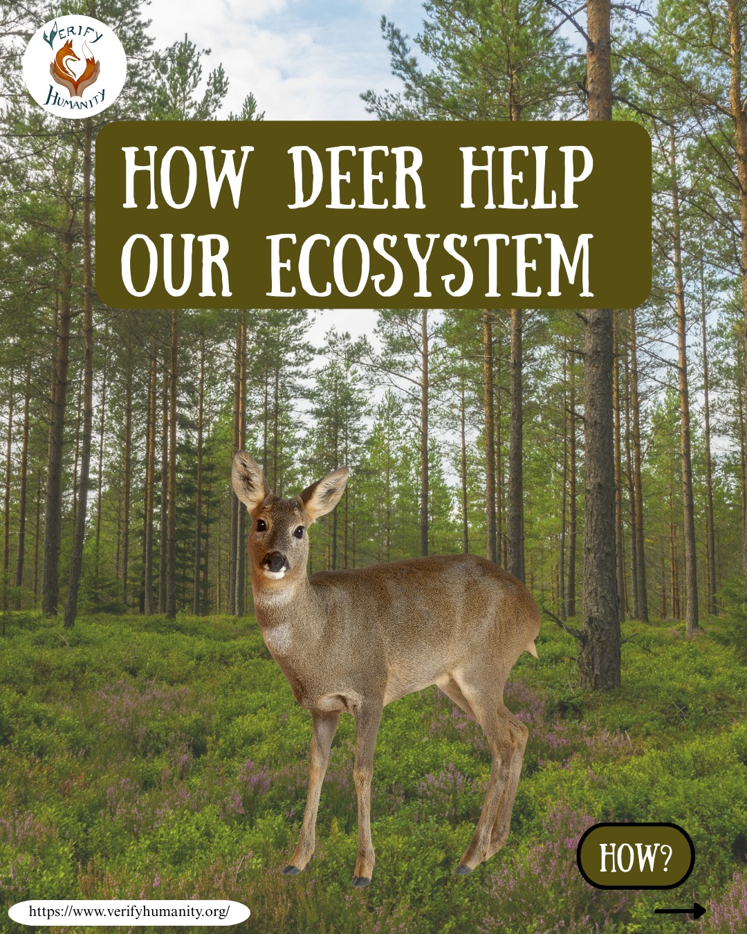 📣 Verify Humanity has published a new research paper on our website supporting non-lethal deer management and highlighting the important benefits deer provide to the ecosystem. Read HERE.
https://www.verifyhumanity.org/non-lethal-deer-management
🦌 Deer are essential to forest biodiversity and ecosystem health. Through their grazing and browsing, they positively support plant life, soil health, and influence natural regeneration. 🦌
How do they make such a big impact?
🌱Seed dispersal
This is a key role of the deer. Deer help regenerate forests and promote diverse plant species; they do this by consuming various seeds and excreting them as they travel.
🍂Nutrient Cycling
Through their nomadic grazing, deer help recycle nutrients as their dung, urine, and carcasses break down plant material and redistribute it across the landscape. This creates fertile hotspots that enhance plant growth and soil health.
🌿Structural Vegetation regulation
Through selective browsing, deer help the landscape by guiding which plants grow, creating diverse layers of vegetation. This prevents aggressive species (bramble) from dominating and supports sapling development and diverse understory vegetation.
🐾Supporting Wildlife
Deer browsing helps shape forest structure and encourages deadwood formation, which supports the 25% of forest species that rely on deadwood for shelter, breeding sites, and food. In the UK, this includes the 650 saproxylic beetle species, as well as birds like woodpeckers, tits and owls, and bats such as noctules and barbastelles. Fallen timber also benefits amphibians, reptiles, hedgehogs, and small mammals by providing shelter and feeding grounds.
The everyday actions of deer are significant to strengthening woodland resilience and biodiversity. They should be recognised more as contributors to woodland vitality, not as threats. 🦌💚
Look out for our other posts from this research!
#deer #biodiversity #wildlife #ecosystem #seeddispersal #deergrazing