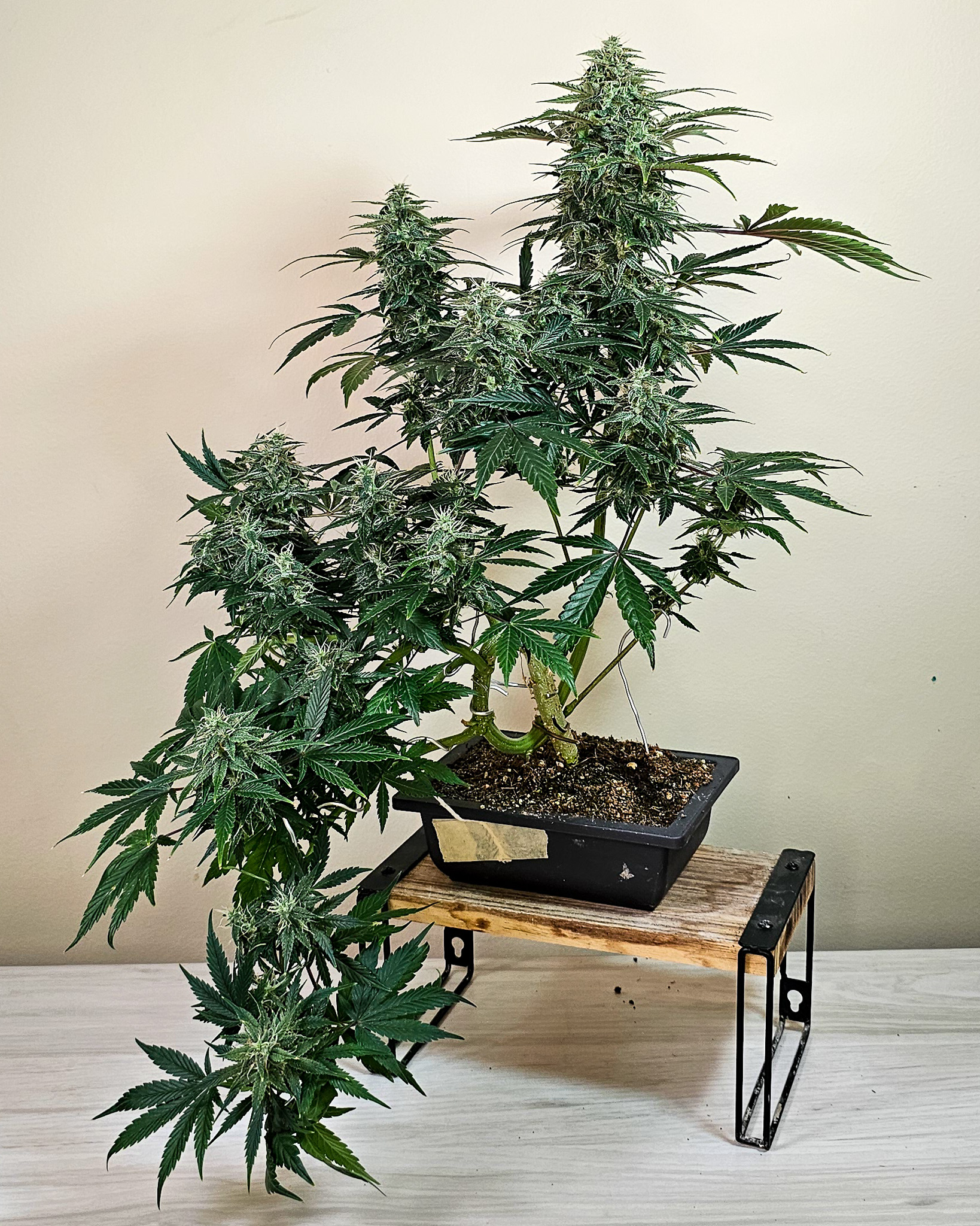 One of the quiet lessons of bonsai is learning when to step back. Cannabis often benefits from that same restraint. Cannabonsai isn’t about constant adjustment, but about letting earlier decisions reveal themselves as the plant grows.
Grown with care and genetics from @_mephistogenetics. Use cannabonsai for 10% off.