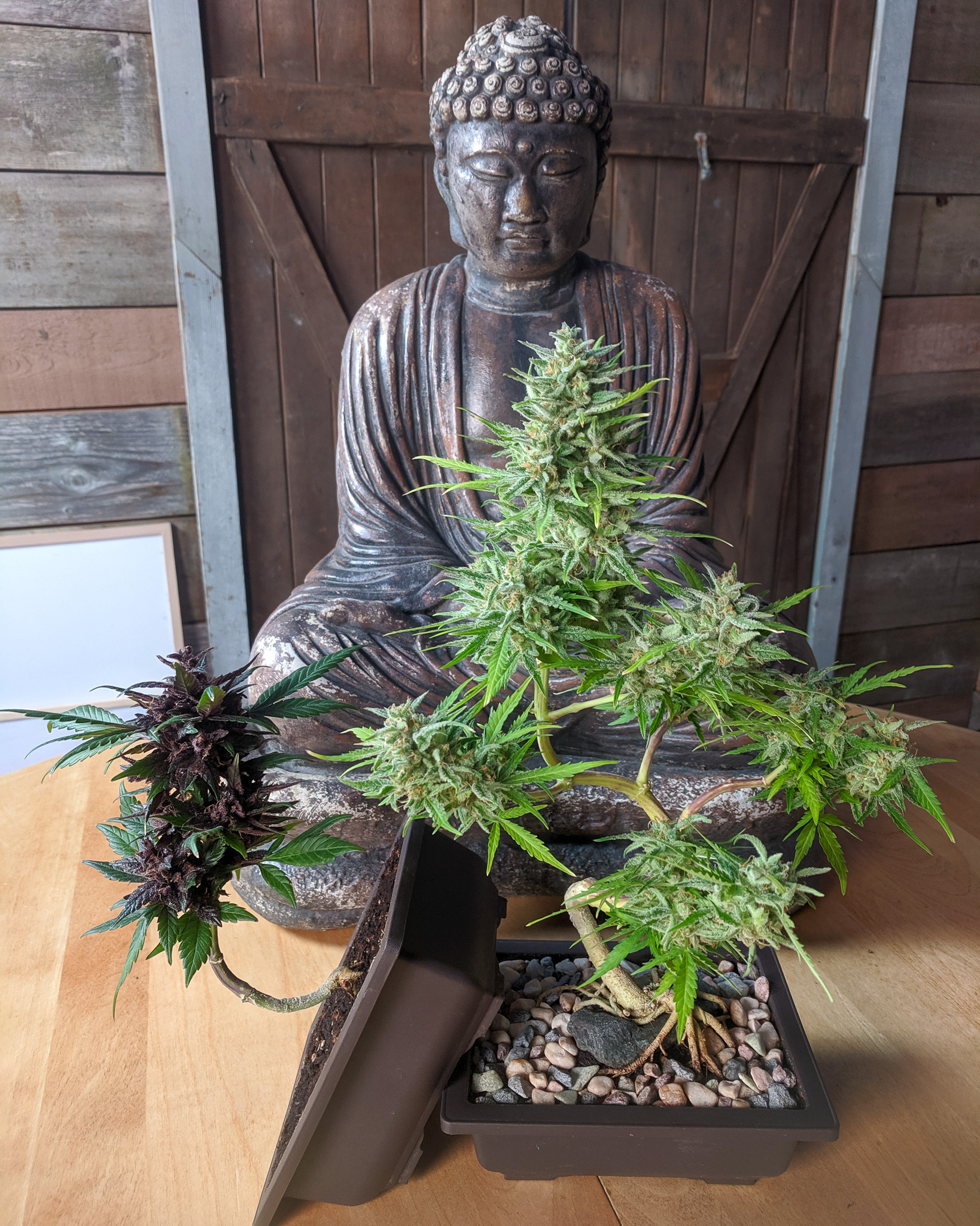 In traditional bonsai, structure is built to last. A tree may be shaped once, but it’s meant to hold its form as it matures and changes. Cannabis responds well to that same idea when grown with intention. Cannabonsai brings those principles together, showing how thoughtful structure allows a plant to keep expressing itself from every angle.
Grown with trusted genetics from @_mephistogenetics. Use code cannabonsai at the link in bio for 10% off.