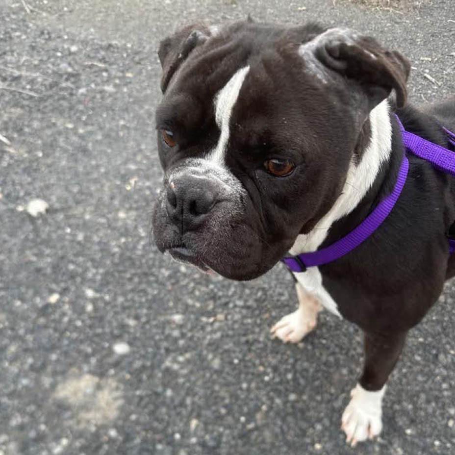 Help us get Prissy out of the kennel!
Priscilla, aka Prissy, is a Boston Terrier/Bulldog mix who is full of love and sass. She's excited every time she meets anyone new and even does little tippy-taps when she's saying hi. She's a compact girl, just the right size for adventures and hanging out with friends.
She's currently in our Eastern WA kennel which is too cold for her taste. Let's get her into a foster home where she can thrive and get ready for her forever home.
Check out her Petfinder profile:
https://www.petfinder.com/dog/priscilla-prissy-sweet-girl-needs-foster-to-get-out-of-the-kennel-7f012a19-8825-4582-bd76-97c2b7444452/wa/kirkland/red-waggin-rescue-wa576/details/
#connellpetrescue #redwagginrescue #fosteringsaveslives