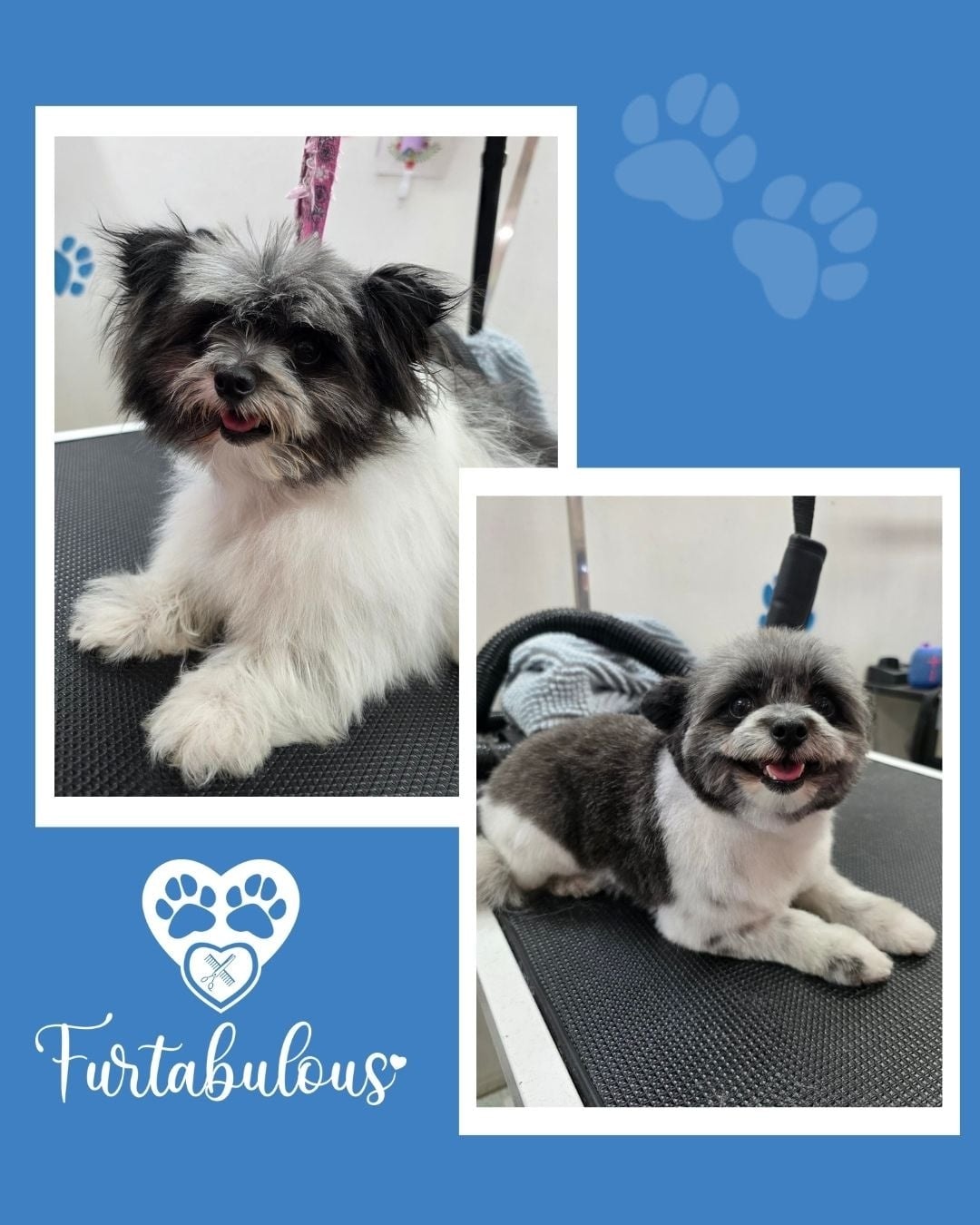 Nothing like a fresh Furtabulous "do"! 😉🐾💙