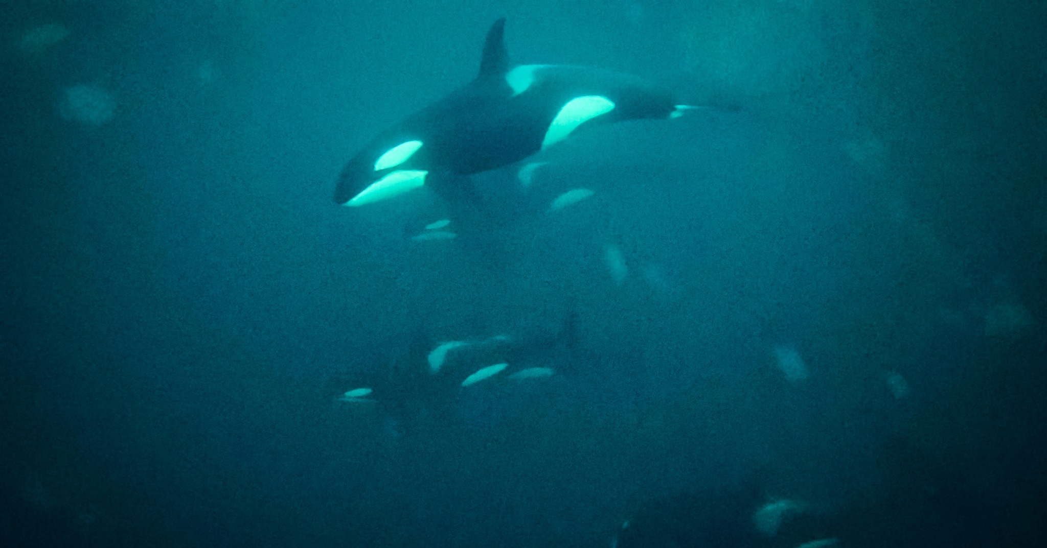 Norway Day 2 with @photographin_uk started early with breakfast and a safety brief before heading out onto Arctic water with orcas and humpbacks.
After a many many layers under the dry suit, we set off!
Very cold air, strange light as the sun doesn't rise here at this time of year, mountains glowing in the distance, and whales surfacing all around us.
We got in the water and everything went quiet apart from the movement below.
All of this was shot on a DJI Osmo Action 5, no “proper” camera this morning, just what I could keep running in the cold and under water.
I’ll sort the full set properly when I’m home, but these give a decent sense of the scale, the cold, and how close it all felt.
Ill throw a video up of the journey as well!
#ImACameraGuyNow
#OneMistakeAtATime
#OrcaEncounter
#HumpbackWhales
#ArcticSnorkelling
#WhaleWatching
#DJIOsmoAction5
#ColdWaterAdventure
