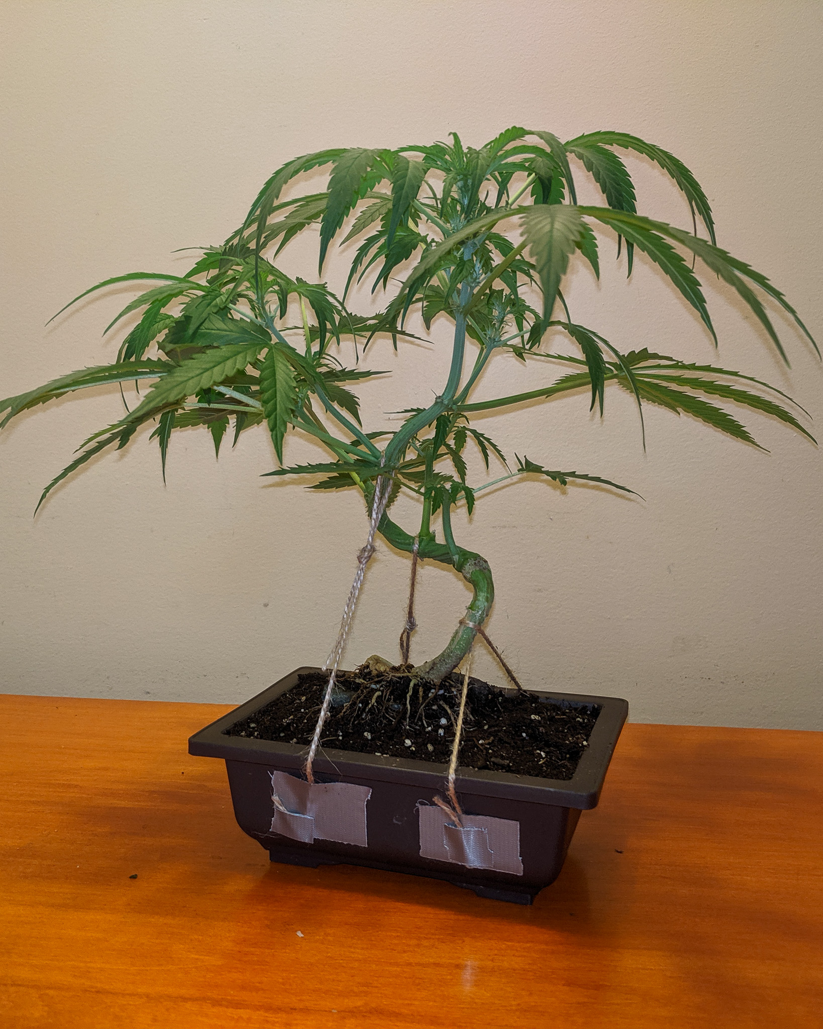 In bonsai, repetition is part of learning. Working with similar forms over and over teaches you what holds up and what doesn’t. Cannabis rewards that same patience. Cannabonsai thrives on revisiting ideas, refining them, and letting each plant show a slightly different result.
Built on solid genetics from @_mephistogenetics. Use cannabonsai for 10% off at the link in bio.