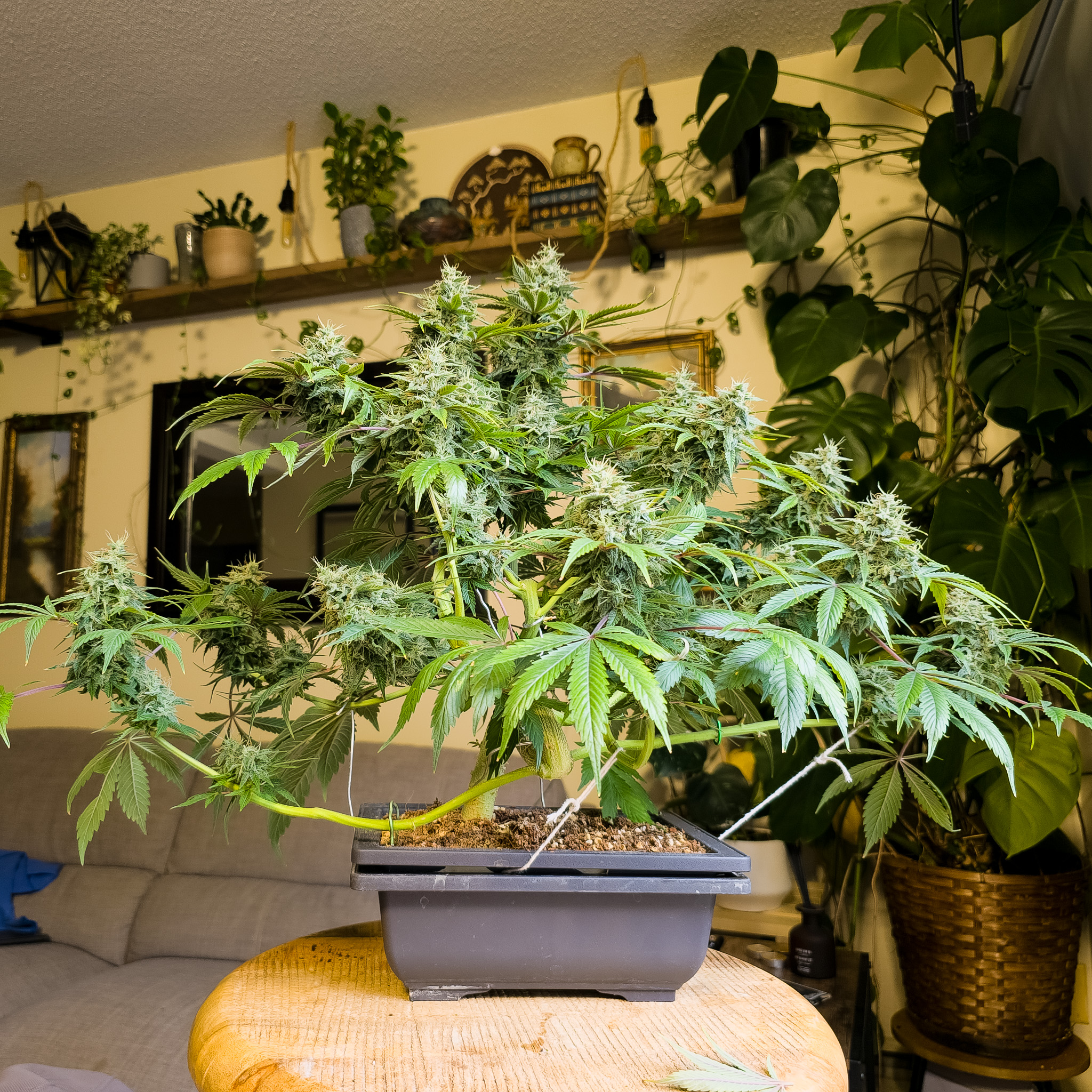 Bonsai teaches that good structure holds up over time. It doesn’t rely on a single angle or moment. Cannabis grown with that mindset develops depth beyond its size. Cannabonsai brings those lessons together, creating plants that stay interesting the longer you spend with them.
Built on trusted genetics from @_mephistogenetics. Use cannabonsai for 10% off at the link in bio.