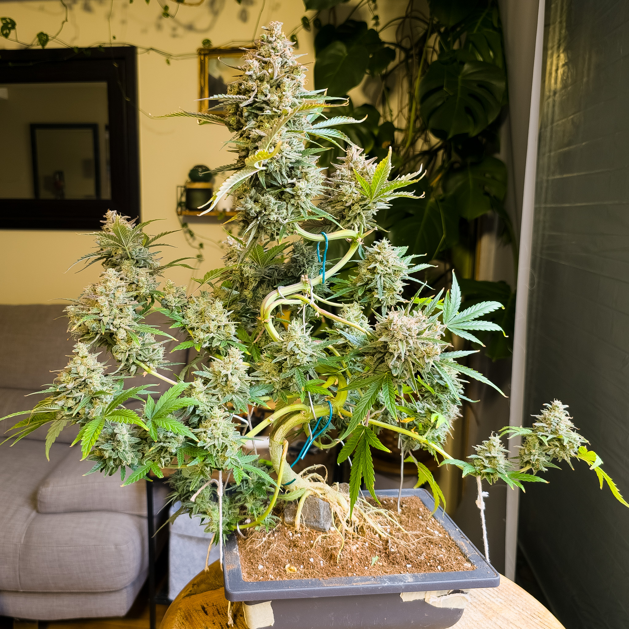 Bonsai is built around the idea that form should feel intentional, even when it looks natural. Cannabis responds well to that same approach, revealing structure over time rather than all at once. Cannabonsai lives in that overlap, where patience shapes the plant and observation finishes the work.
Grown with reliable genetics from @_mephistogenetics. Use code cannabonsai at the link in bio for 10% off.