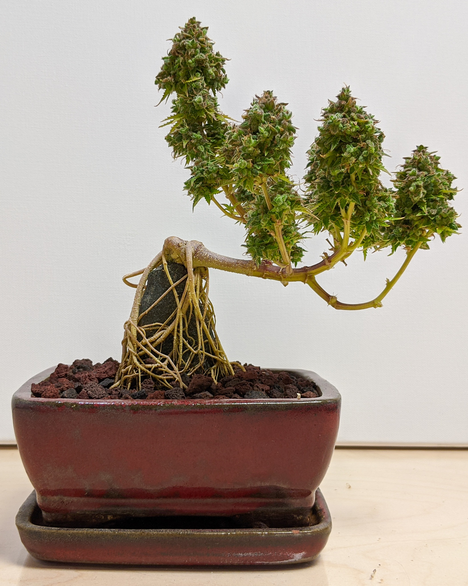 A well-built bonsai feels stable without feeling rigid. Cannabis grown with intention carries that same energy. Cannabonsai balances guidance and freedom, letting the plant remain expressive while still grounded in form.
Grown with trusted seeds from @_mephistogenetics. Use cannabonsai for 10% off at the link in bio.