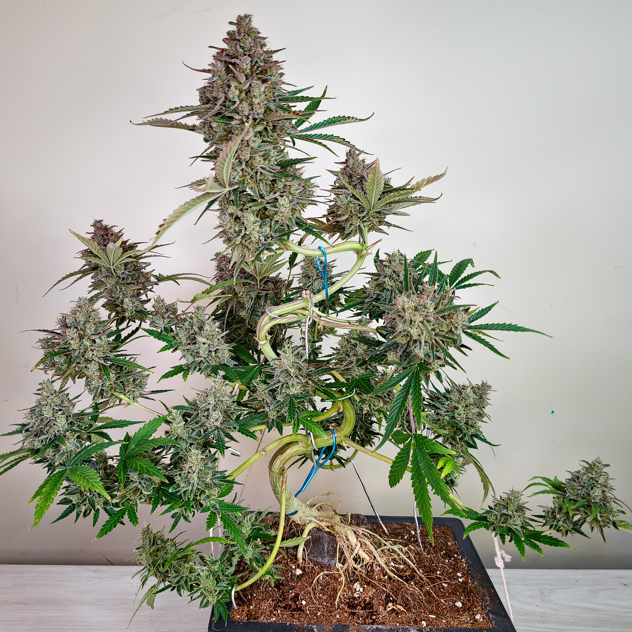 In traditional bonsai displays, the tree is meant to invite quiet attention. Cannabis grown small does the same, asking you to slow down and notice detail. Cannabonsai turns that quiet observation into the heart of the grow.
Grown with trusted seeds from @_mephistogenetics. Use cannabonsai for 10% off at the link in bio.