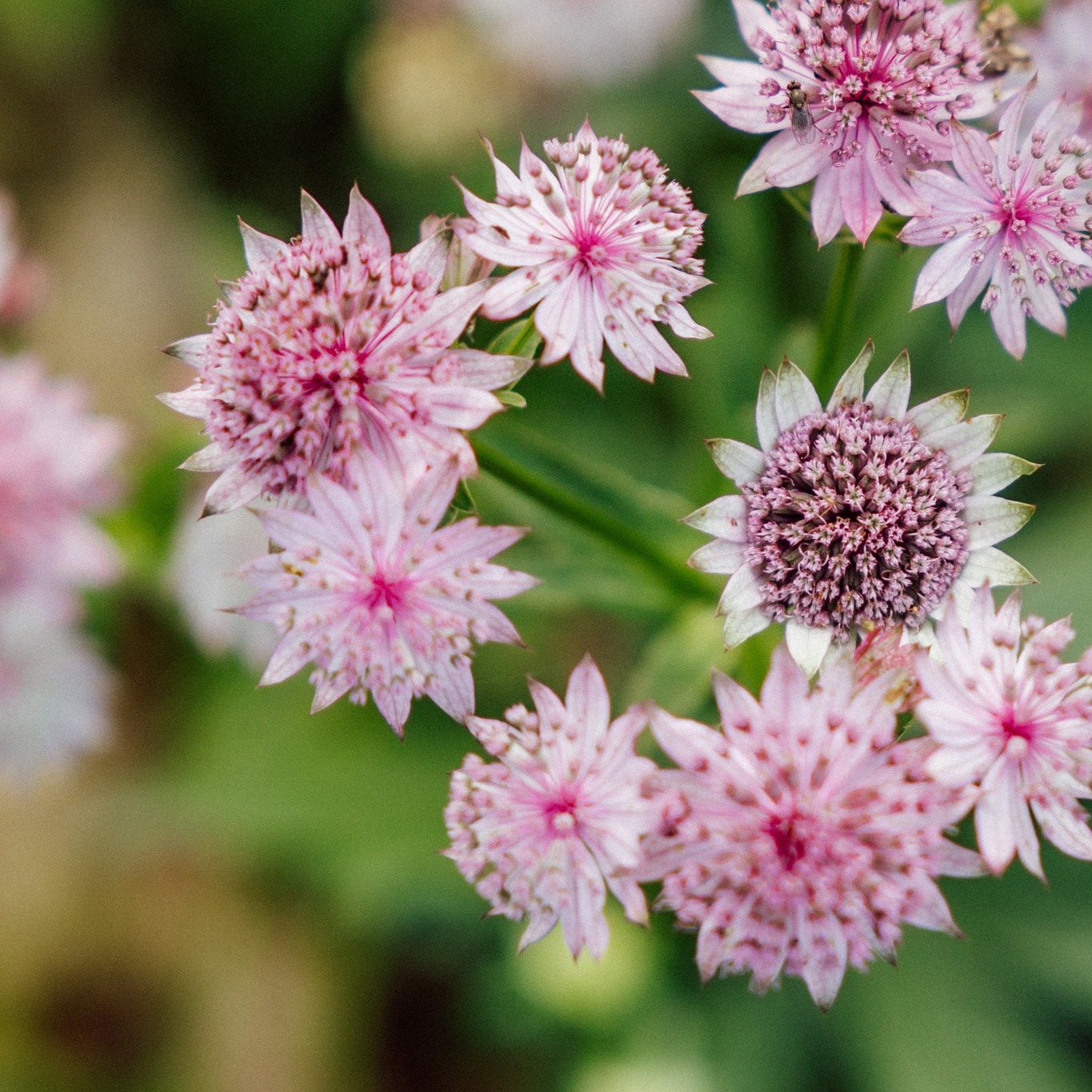 Dreaming of summer stars on this January day. ✨
Astrantia is one of my favorite filler flowers at the farm. Its name comes from the Latin word for star, though you might know it by its old folk name: Hattie’s Pincushion.
These have been a staple in British gardens since the 1500s. They represent strength and protection, which makes sense given how tough they are in our North Wales climate. I love how they knit a bouquet together, adding a delicate texture that’s beautiful from every angle.
We have to wait until June for these hardy perennials to return, but they are always worth the wait.
#FirthFlockFlowers #Astrantia #SlowFlowers #BritishFlowers #FlowerFarmer #NorthWales #SustainableFloristry #GrownNotFlown #SeasonalFlowers #FloralDesign