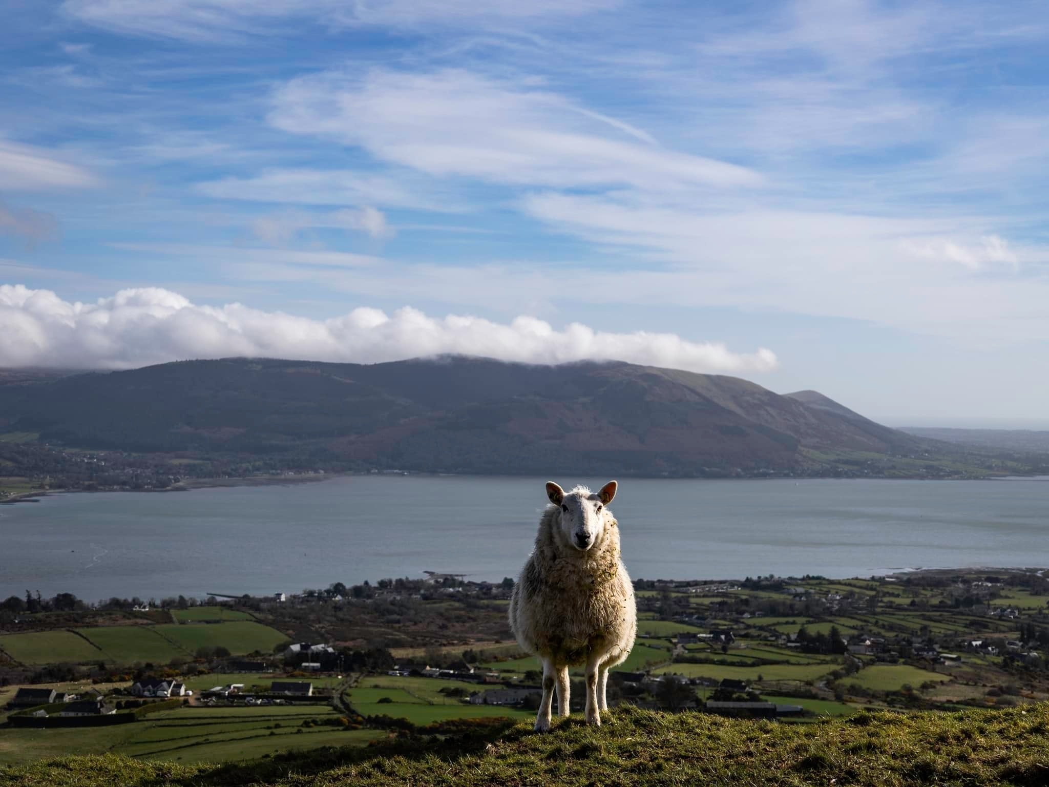 Sometimes the best welcomes come with four legs and a great view 🐑💚
High above Omeath, along the old Turf Road, the landscape opens up in every direction. Rolling fields below, Carlingford Lough stretching out ahead with the Cooley and Mourne mountains standing proudly on the horizon 🌊⛰️
It’s the kind of place that invites you to slow down, breathe deeply and enjoy the simple magic of the Sea Louth coast. And yes, you’ll probably be watched closely by a few curious sheep along the way 😄
#SeaLouth #IrelandsAncientEast #KeepDiscovering #See #Admire #Omeath #ScenicLouth #CoastalViews #MountainAndSea #SlowTravel
Credit @ann.bruen