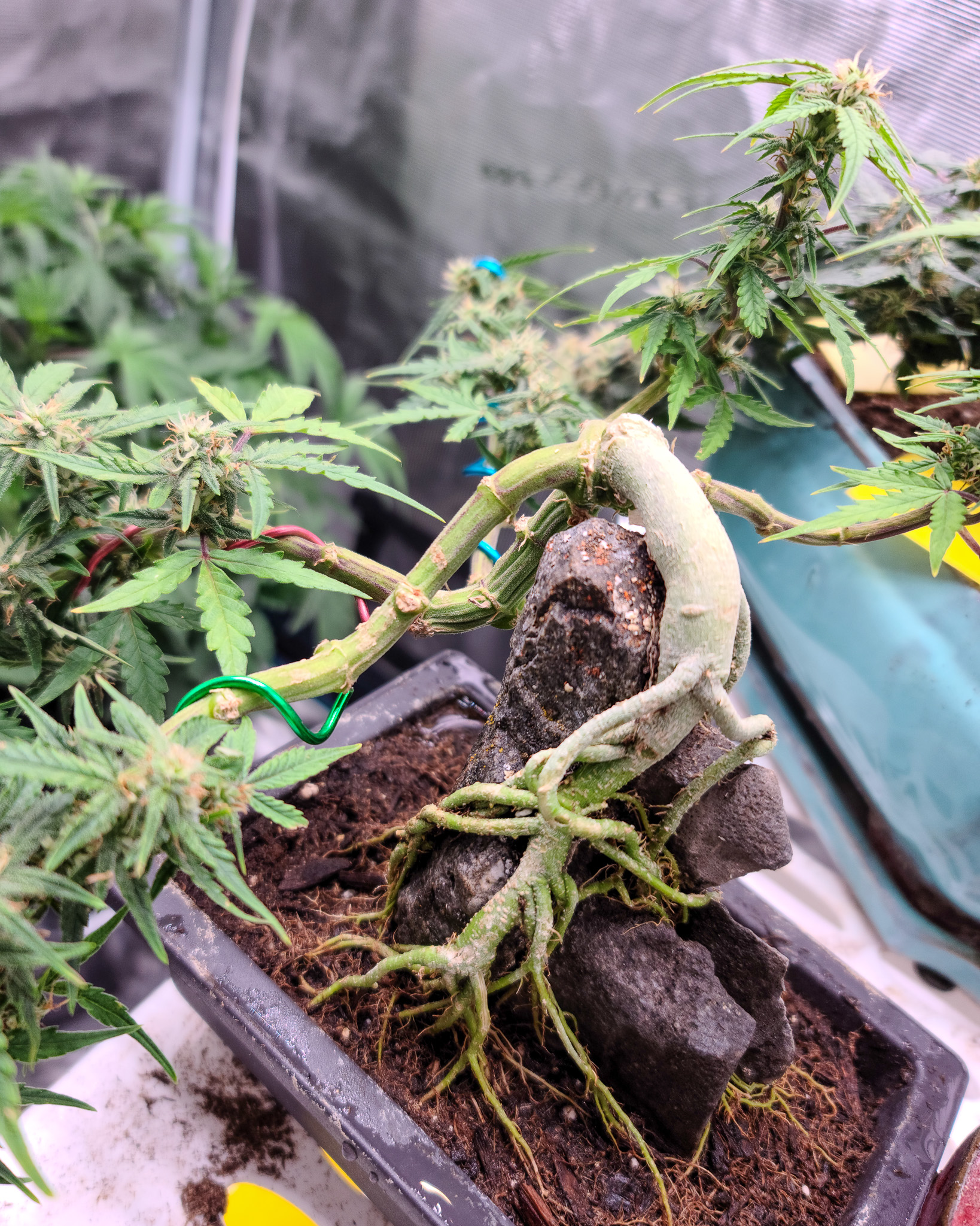 Bonsai teaches you that form develops over time, not all at once. Cannabis follows that rhythm too, even in a short life cycle. Cannabonsai compresses the lesson, but never skips it.
Backed by genetics from @_mephistogenetics. Use code cannabonsai for 10% off.