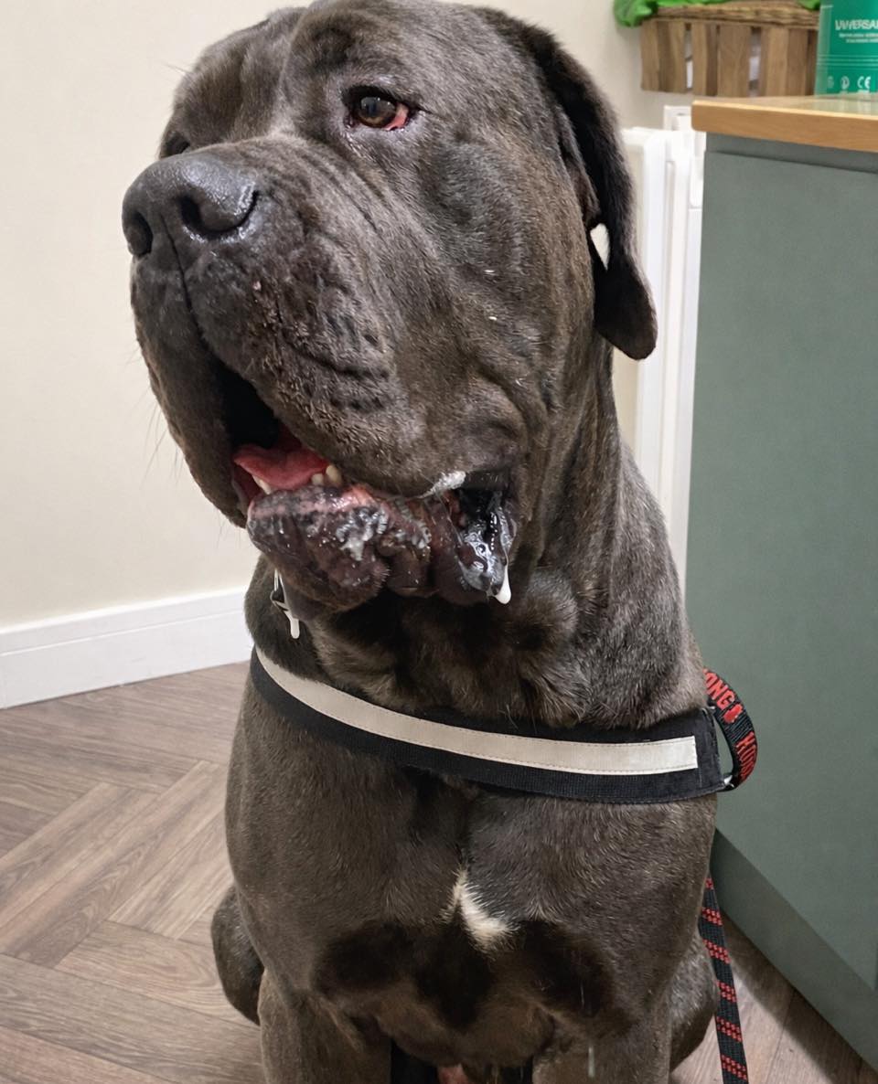Meet Shadow! He was the biggest slobbery gentleman 🐶💙
Not that I minded one bit!
An absolute soft soul with endless drool and the sweetest manners to match.
Some dogs just leave a mark on your heart… and sometimes on your clothes 😄
#DogGrooming #GentleGiants #JustDogsStoke
