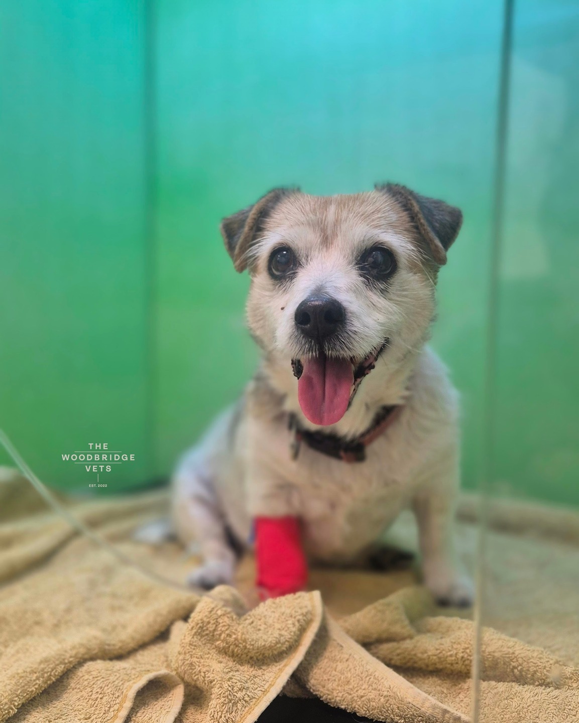 This is Minnie, a 13-year-old Jack Russell cross, who came to see us just before Christmas. She wasn’t feeling her usual self, had a little tummy upset, and her family wisely brought her in for a check 🤎
After some gentle tests and lots of TLC, Minnie was made comfortable, sent home with medication, and given strict instructions to take it easy. Minnie had a lovely day with us at The Woodbridge Vets - she stayed in our care, enjoyed plenty of snuggles from the nursing team, and even managed a bit of lunch!
Thirteen years young and still full of charm - well done, Minnie! 🤎
#thewoodbridgevets #independentvets #independentpractice #jackrussellterrier #veterinarymedicine #veterinaryteam #veterinarycare #carefordogs #pets #animals #veterinaryservice #suffolkvet #suffolkveterinarypractice