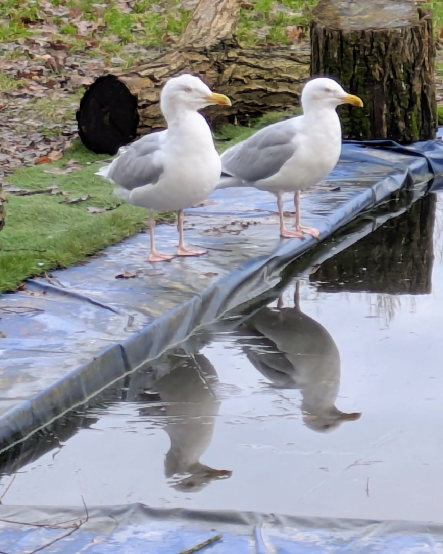 "Just hanging with my gull-friend"
Gregory Peck and Chip Shop Annie taking advantage of the facilities at Hollyview