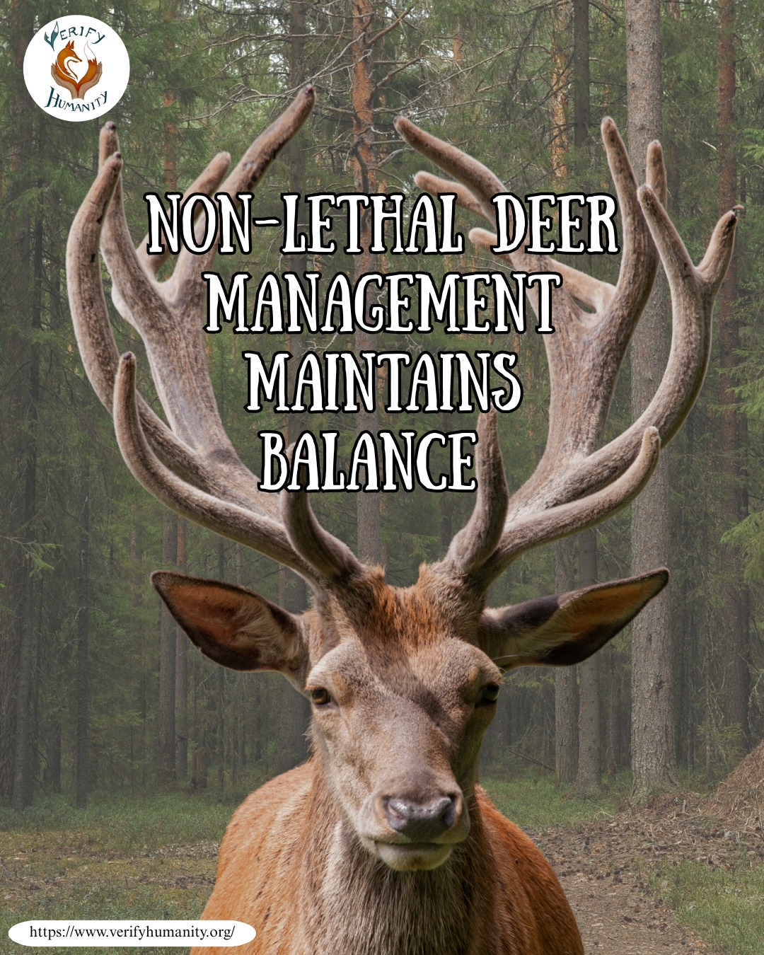 We are starting the year off with exciting news! 🎉
Verify Humanity has published a new research paper on our website exploring a case for non-lethal approaches to deer management in the UK. Read HERE.
https://www.verifyhumanity.org/non-lethal-deer-management
Evidence has led to several non-lethal alternatives to deer management that can successfully stabilise populations, protect vulnerable vegetation and reduce conflict without the ethical and ecological drawbacks associated with culling.
Non-Lethal Deer Management Practices: 🌱
Fertility Control
Immunocontraception has proven to be highly effective in other countries, achieving an 85% drop in white-tailed deer fertility through remotely delivered vaccines. So why aren't we using it here?
Deterrents
Several deer repellents are available. Trico®, an effective spray repellent that can be applied twice a year and typically reduces roe deer browsing damage to below 20%.
Birch bark extract is a vegan and sustainable deterrent. Its natural tannins make bark unpalatable, and its white colouration may act as an aposematic visual signal. Using birch provides a low-impact, low-intervention way to protect young trees.
Habitat Management
Clear-cutting removes large sections of forest in a single operation, disrupting shade-tolerant seedlings and woodland plants that depend on stable, low-light conditions. Whereas gradual forest thinning is a more sustainable approach that maintains ecological balance. The method reduces pressure on plant regeneration, allowing native seedlings to establish naturally without overwhelming the forest’s capacity to renew itself.
Exclusion Fencing
Using biodegradable materials (non-plastic tree guards) and natural browse barriers (bramble) provides a sustainable alternative that protects young saplings while still allowing deer to move freely through their habitats.
By adopting these non-lethal deer management alternatives to culling, we can ensure that deer continue to play their essential role in regenerating our forests. Let’s choose non-lethal solutions that protect both wildlife and the environment!
Look out for our next posts on this research! 🦌💚