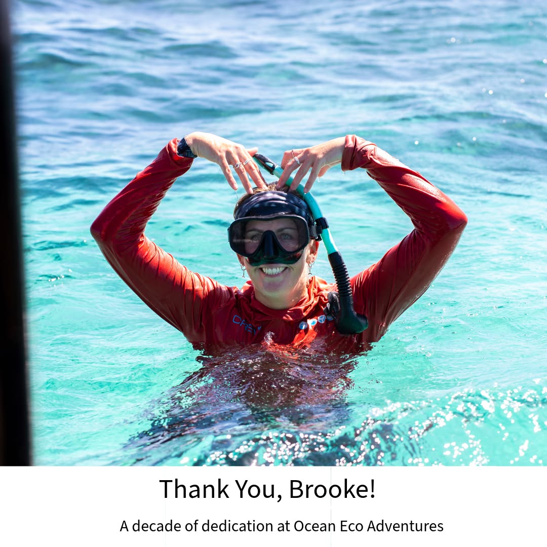 💙 Thank you, Brooke 💙
Some of you will already know Brooke — because if you’ve been adventuring with Ocean Eco Adventures over the past decade, chances are she played a part in making your day unforgettable.
Brooke has been working on and off with us since 2014, starting all those years ago as our much-loved “Jelly-Girl”, collecting jellyfish as a student — and growing into one of the most knowledgeable, passionate and caring guides we’ve ever had on the water.
You might know her as the guide who took you swimming with whale sharks, humpback whales or manta rays, or the friendly face on your sunset whale watching cruise, sharing fascinating whale stories or serving up delicious canapés as the sun dipped into the ocean. However you met Brooke, we know she made your day extra special.
While she’ll be dearly missed at Ocean Eco Adventures, we’re so proud of her next chapter as World Heritage Officer at DBCA — and lucky for us, she’s not going too far. 🌊
👉 If Brooke was part of your Ningaloo adventure, please leave a like or share your favourite memory in the comments to show her just how much she’s meant to all of us.
💙🐋
@bookahontas