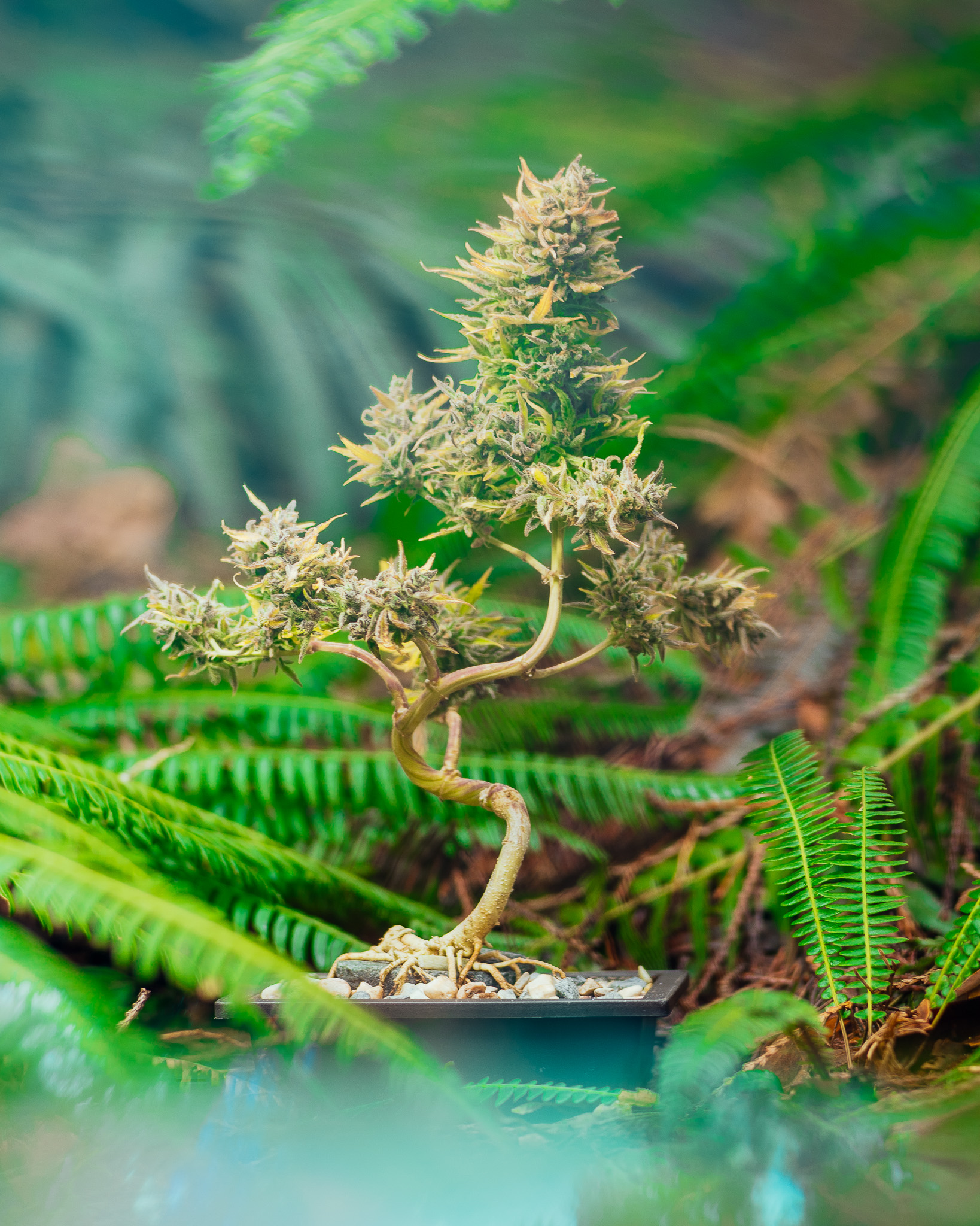 Bonsai isn’t about forcing a tree into shape. It’s about guiding growth while respecting the plant’s natural tendencies. Cannabis thrives under that same mindset. Cannabonsai reflects a balance between intention and acceptance.
Fueled by genetics from @_mephistogenetics. Tap the bio link and use cannabonsai for 10% off.