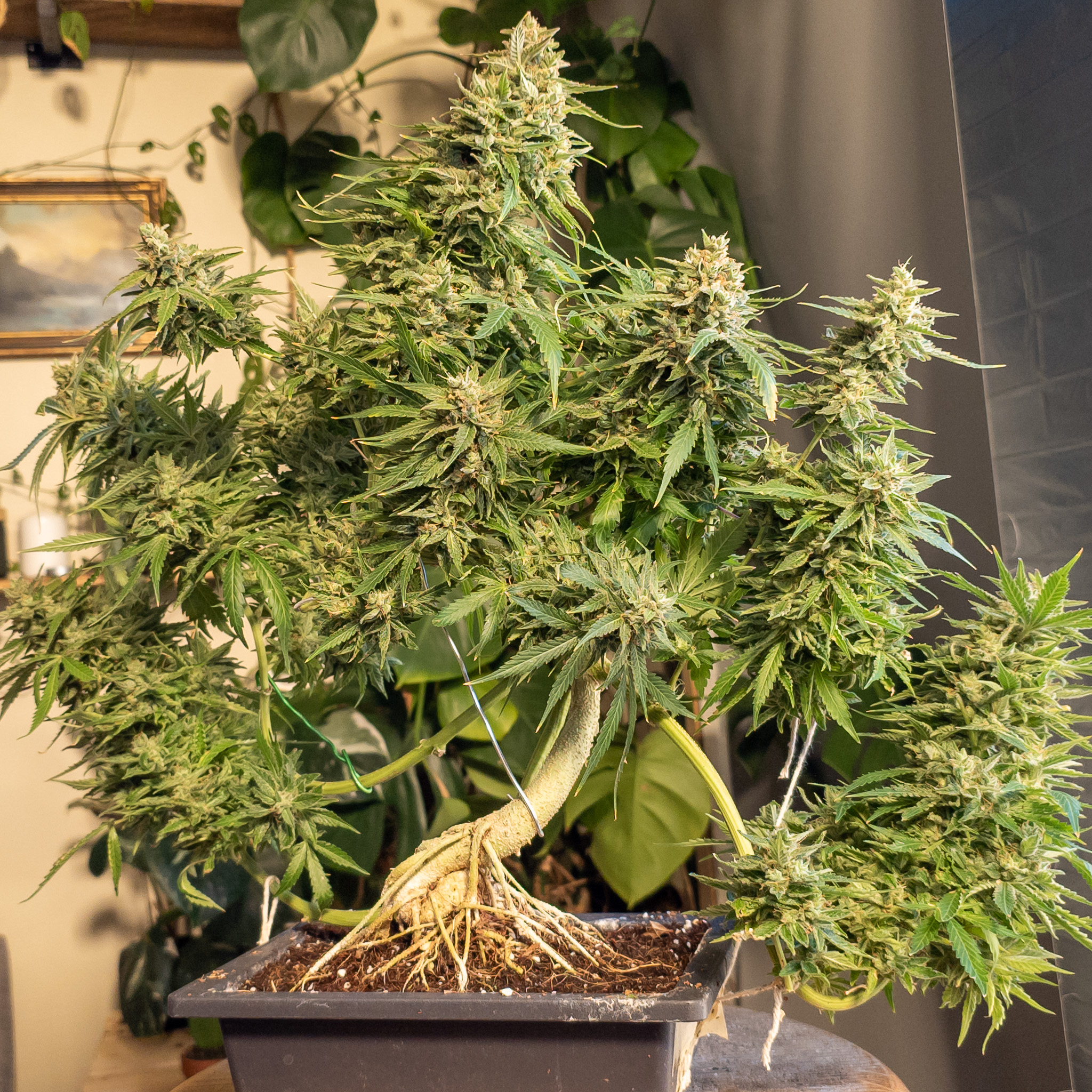 A well-shaped bonsai feels balanced even when it isn’t symmetrical. Cannabis grows naturally uneven, and that’s part of its character. Cannabonsai respects that imbalance, guiding the plant just enough to let its natural rhythm stay intact.
Grown with care and genetics from @_mephistogenetics. Use cannabonsai for 10% off.