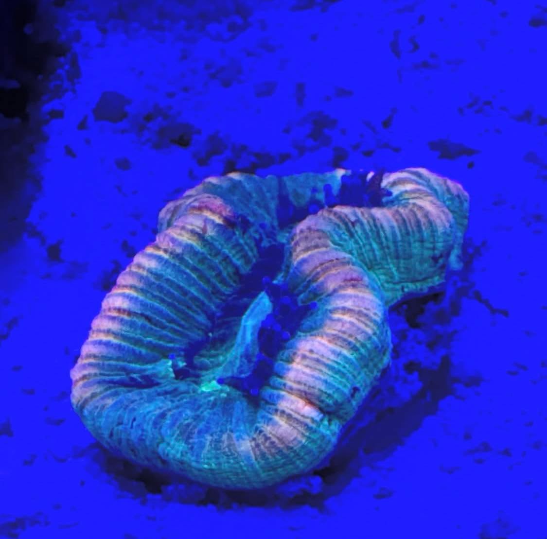 #tropicmarintanks
Very nice coral from @acanthurusnigricans 😍
Do you also have such great corals in your tank? Tag your post with #tropicmarintanks.
#tropicmarintanks #tropicmarin #tropic_marin #eatsleepreef #allmymoneygoestocoral #reefporn
#coralporn #reefaholics #aquarium #saltwateraquarium #nanoreef #reeftanks #euroreefers #reef2reef #reefers4reefers #vitaminsea #seafari
@tropicmarinusa @tropic_marin_br @tropic_marinarg
@tropicmarinperu @aquarium_planet_er @scireef @aqua.united.gmbh