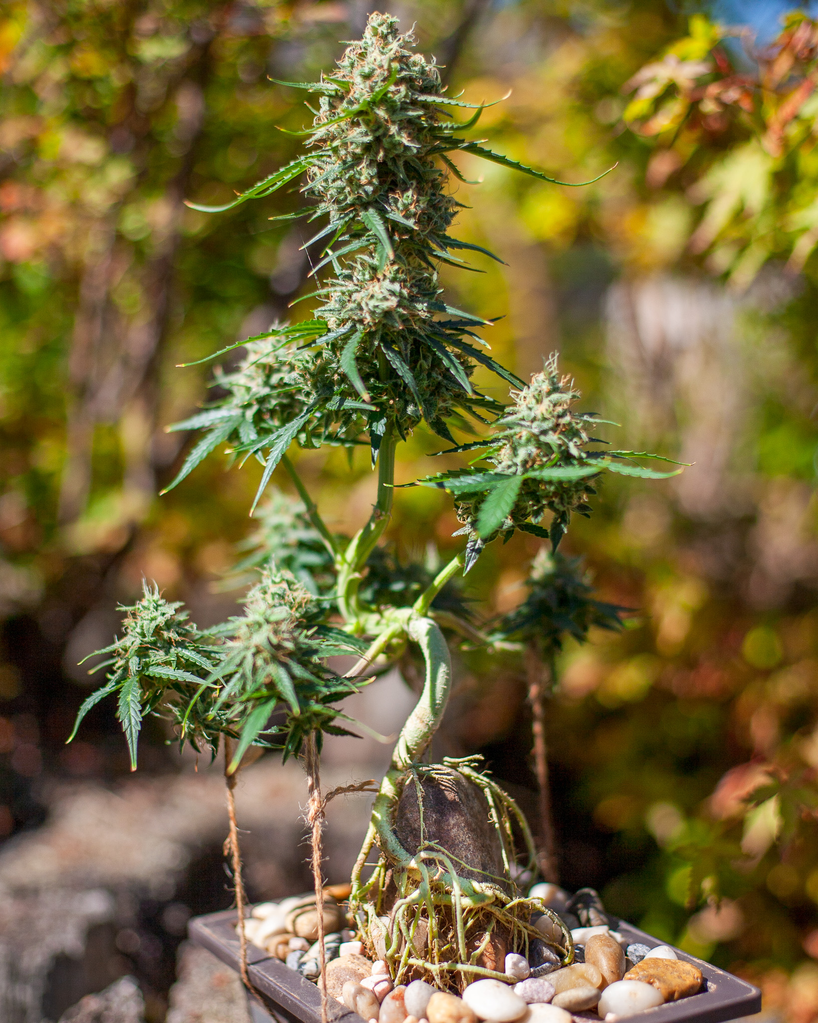 In bonsai, space is treated as a design element, not an accident. Cannabis responds naturally when given room to breathe and express itself. Cannabonsai finds beauty where structure and openness work together instead of competing.
Supported by @_mephistogenetics. Use code cannabonsai at the link in bio for 10% off.