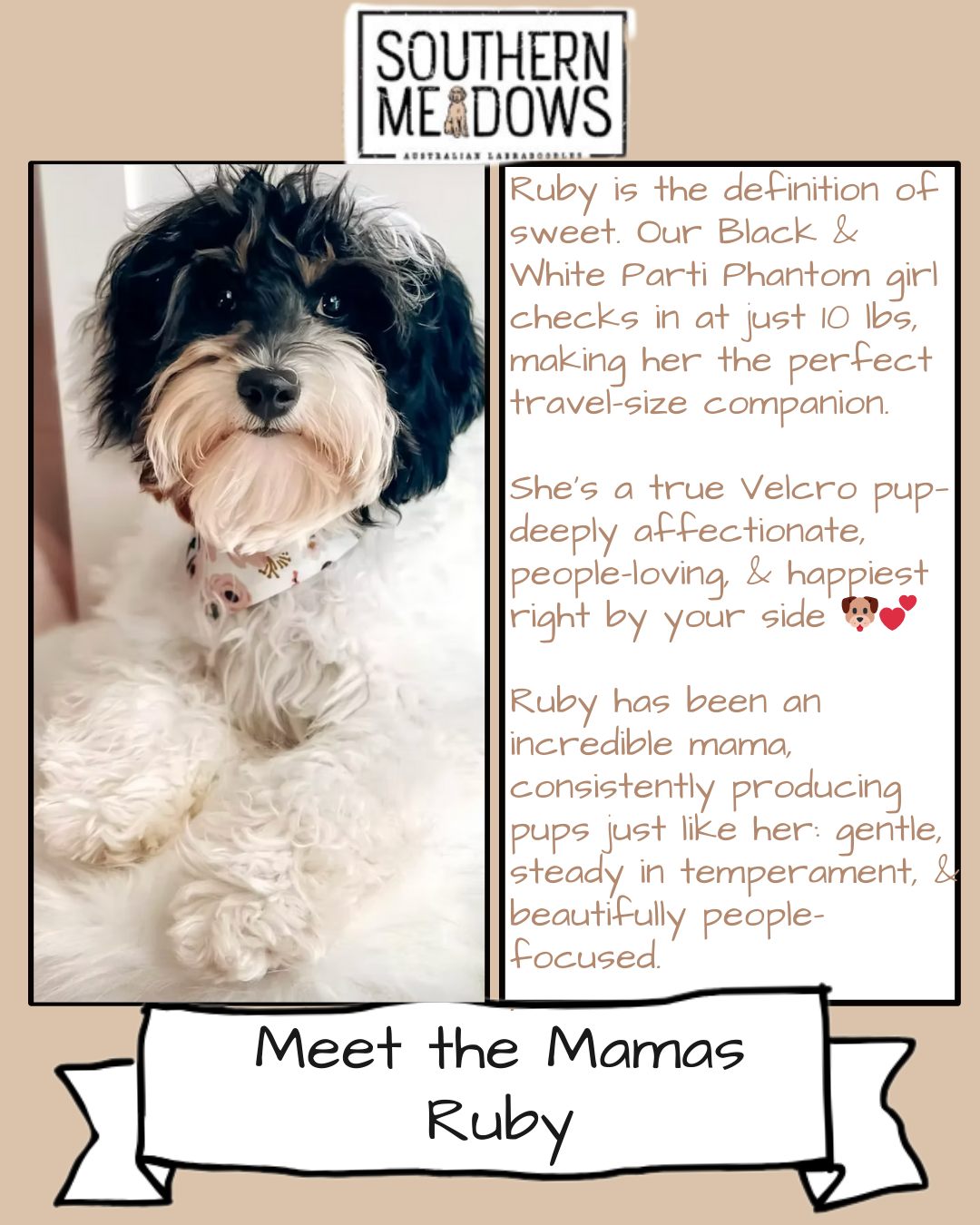 Meet the Mamas 🐶 | Ruby 🤍🖤
Ruby is the definition of sweet. Our micro mini Black & White Parti Phantom girl checks in at just 10 lbs, making her the perfect little travel-size companion. She’s a true Velcro pup—deeply affectionate, people-loving, and happiest right by your side.
Ruby has been an exceptional mama, and we’ve truly cherished every puppy she’s given us. Her gentle, steady, people-focused temperament shines through in each one, and it’s a joy to see that same sweetness reflected in the many families who now have a Ruby pup of their own.
As we soak in this special season with her, we’re excited to watch her puppies grow and develop. Ruby’s legacy is a beautiful one—and it lives on in every little life she’s helped shape.
#MeetTheMamas #SouthernMeadowsDoodles #AustralianLabradoodle
#MicroMiniAustralianLabradoodle #PartiPhantom
#VelcroDog #PeopleFocused #TemperamentFirst
#LabradoodleMama #PurposeBred
#AustralianLabradoodlesOfInstagram #SMDPups