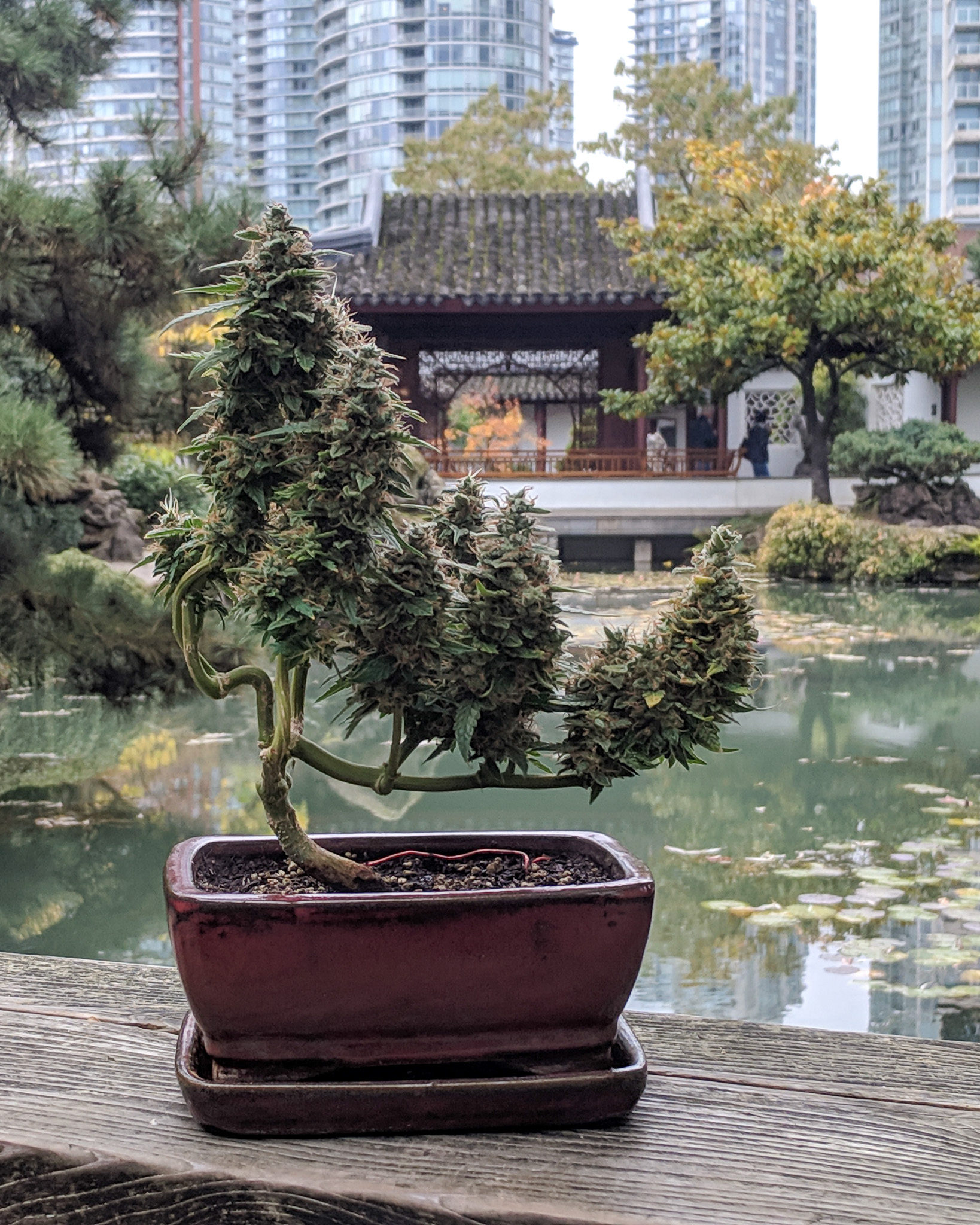 One of the goals in bonsai is visual balance, not symmetry. The tree should feel anchored, but alive. Cannabis has its own way of finding that balance, especially when grown small and observed closely. Cannabonsai brings those two ideas together, letting structure guide the plant without taking away its voice.
Built on solid genetics from @_mephistogenetics. Use code cannabonsai for 10% off at the link in bio.