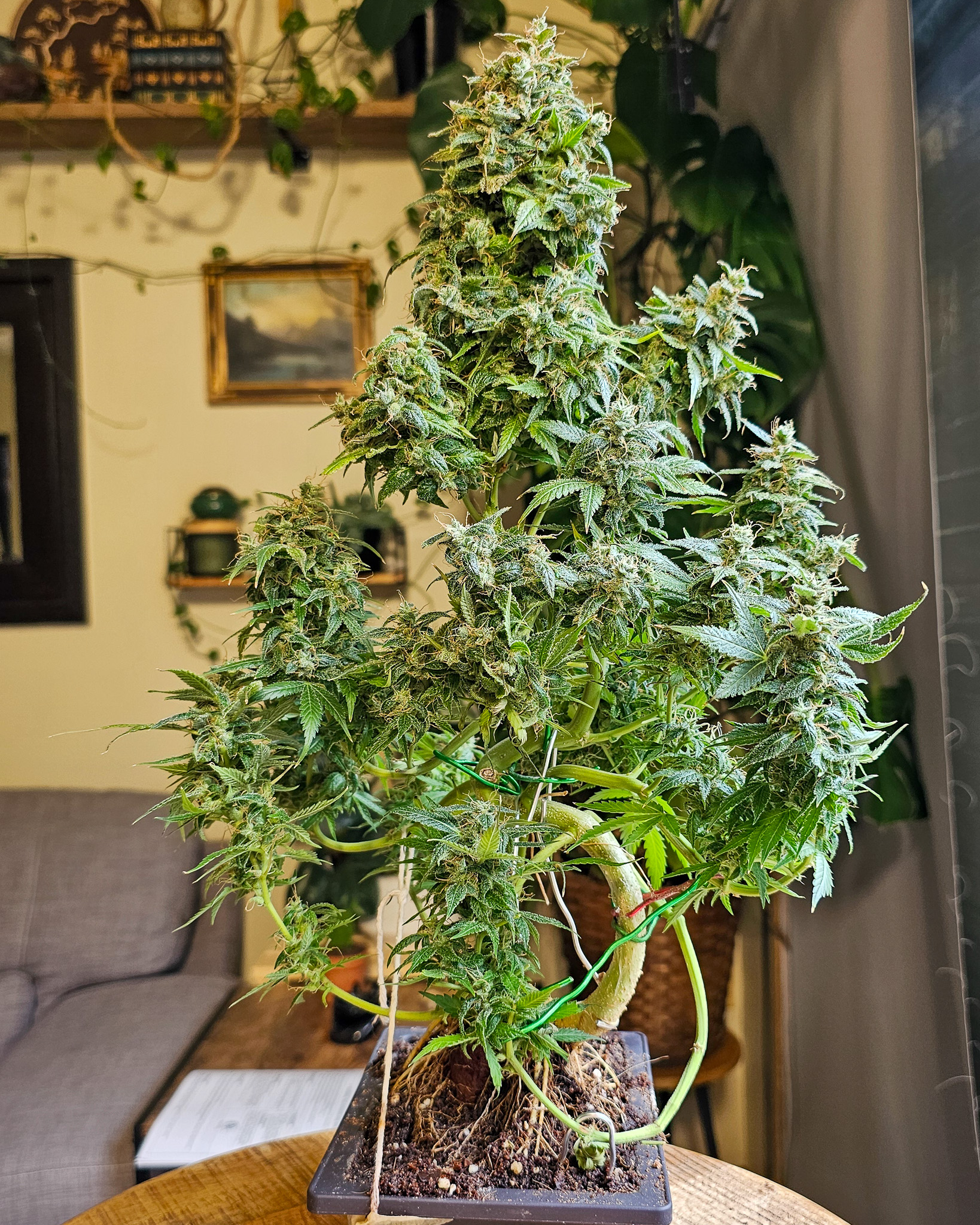 Bonsai teaches that good form isn’t obvious at first glance. It reveals itself slowly as you spend time with the tree. Cannabis does the same when you stop focusing on size and start paying attention to shape. Cannabonsai is about giving the plant space to show you what it’s capable of.
Powered by genetics from @_mephistogenetics. Tap the link in bio and use cannabonsai for 10% off.