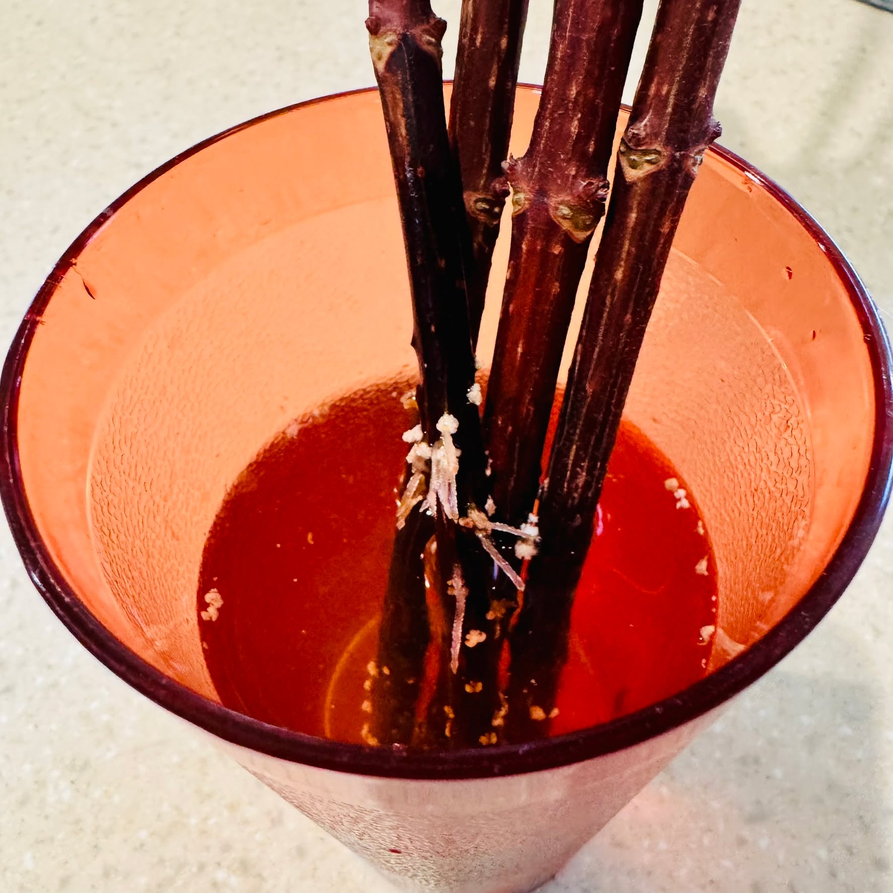 Gardening update 🌿✨
I’m trying to start more hydrangeas from cuttings I took this fall and I think it’s working!!! Which means I’m currently hovering like a proud (slightly impatient) plant parent. 😅
#GardeningUpdate #Hydrangeas #PlantCuttings #BeautifulBlooms #GardeningFavorites #WritersLife