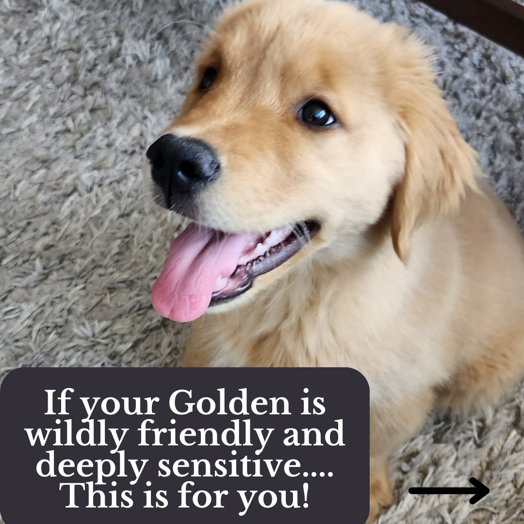 If your Golden is mouthy, it’s not a bad habit.... it’s history
Golden Retrievers were bred to retrieve game gently, which means grabbing, carrying, and holding things comes naturally to them. That’s why puppies are mouthy, socks go missing, and your hand sometimes becomes the nearest “retrievable item”
The goal isn’t to stop the instinct. It’s to shape it. With clear guidance and consistent training, that natural retrieving drive turns into a soft mouth, calm, gentle, and controlled.
Your Golden isn’t being naughty. They’re being a Golden.
Training helps them learn how to use those instincts politely.