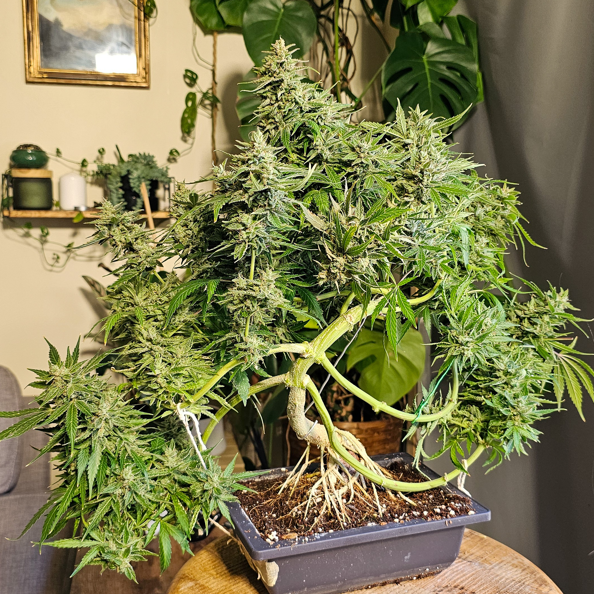 A good bonsai doesn’t hide its structure. It invites you to walk around it, to notice how the lines shift and reconnect. Cannabis grown with intention does the same. Cannabonsai is about building plants that stay interesting the longer you look at them.
Fueled by genetics from @_mephistogenetics. Tap the bio link and use cannabonsai for 10% off.