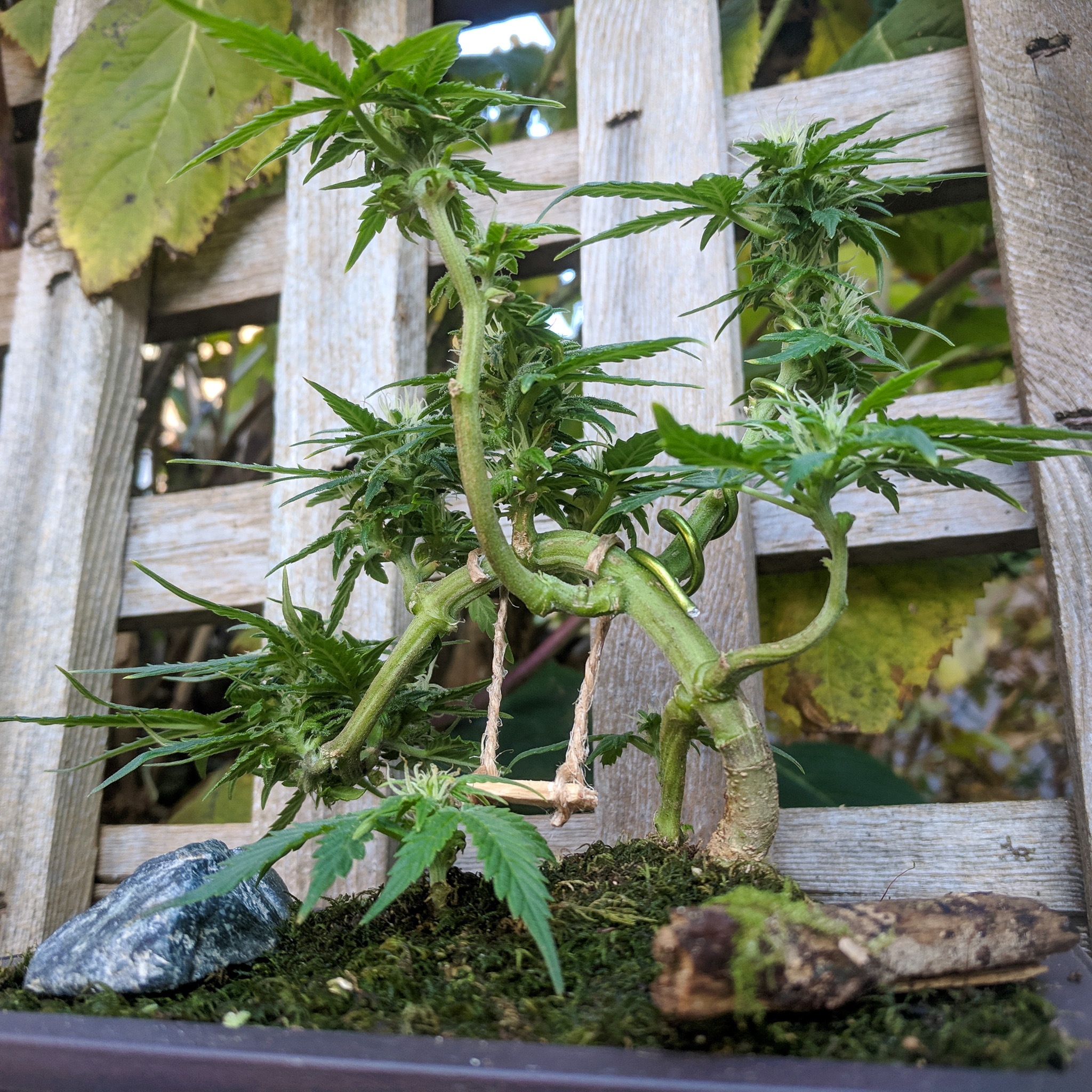 In bonsai, the front view might be chosen, but the other angles still matter. Each one should feel honest. Cannabis rewards that honesty, revealing structure, strength, and flow from multiple perspectives. Cannabonsai lets those quiet details speak.
Backed by genetics from @_mephistogenetics. Use code cannabonsai for 10% off.